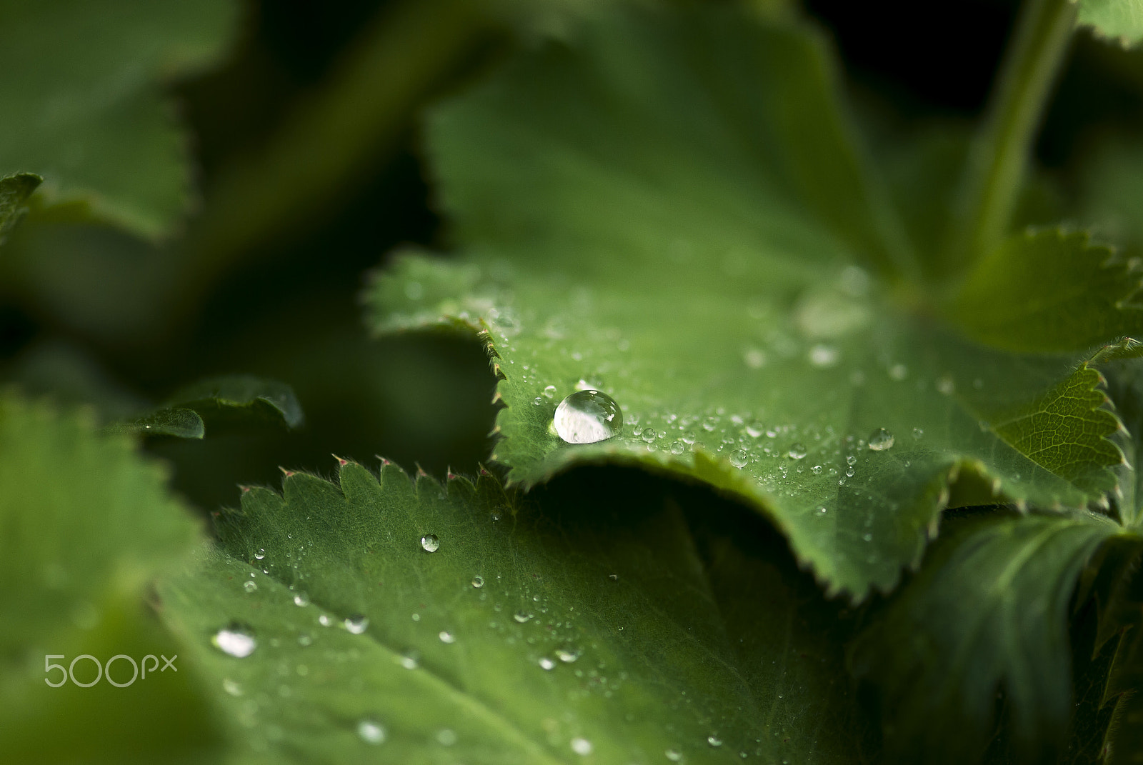 Nikon AF-S Micro-Nikkor 105mm F2.8G IF-ED VR sample photo. Dew drops on leaves photography