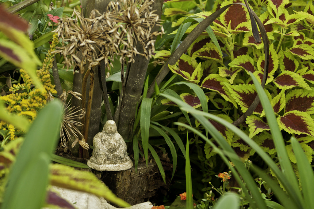 Canon EOS 50D sample photo. Jardim photography