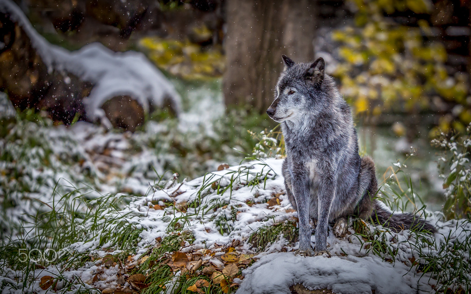 Canon EOS 6D + Canon EF 200mm F2L IS USM sample photo. Timber wolf photography