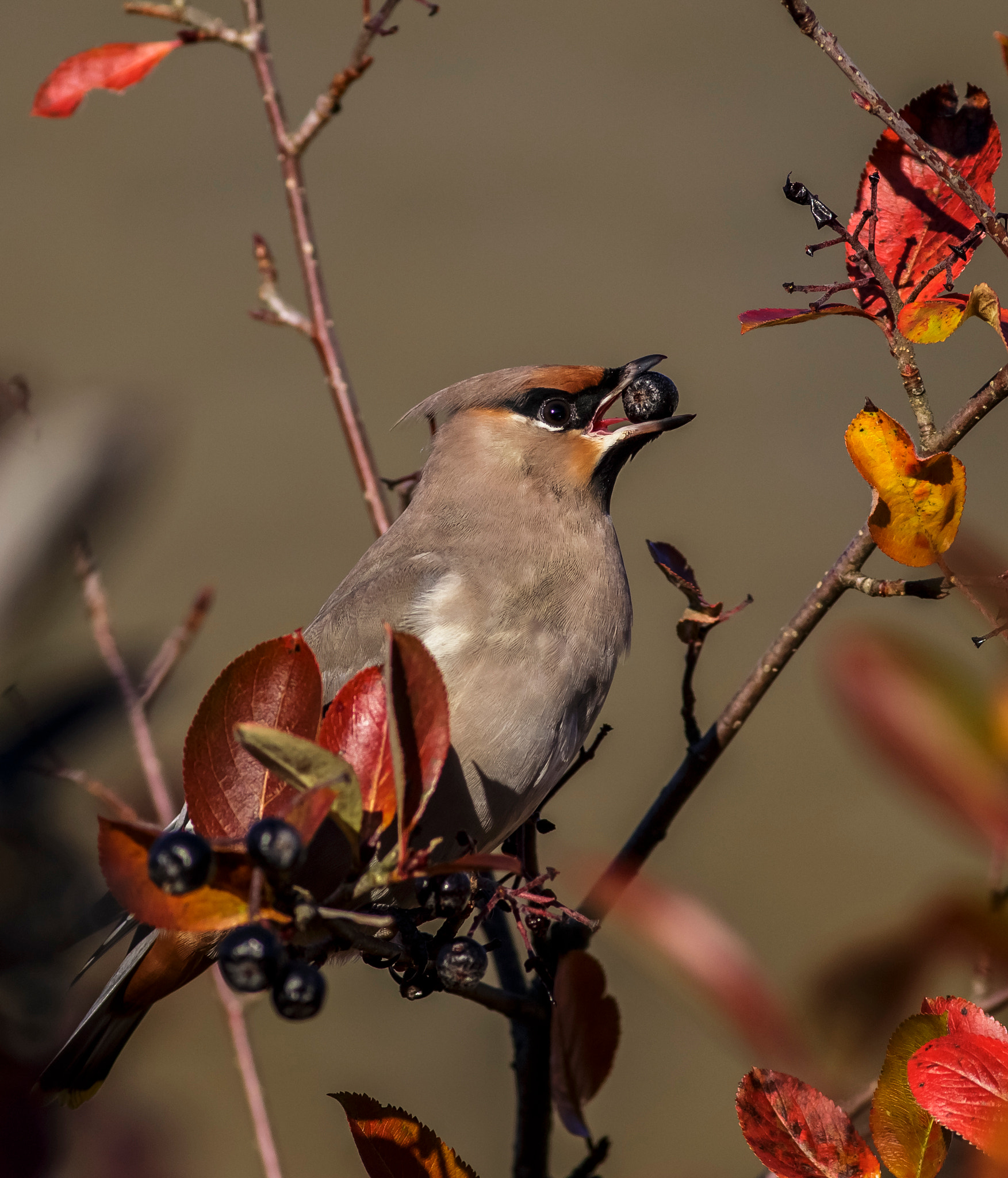 Canon EOS 6D + Canon EF 400mm F5.6L USM sample photo. Bohemian waxwing photography