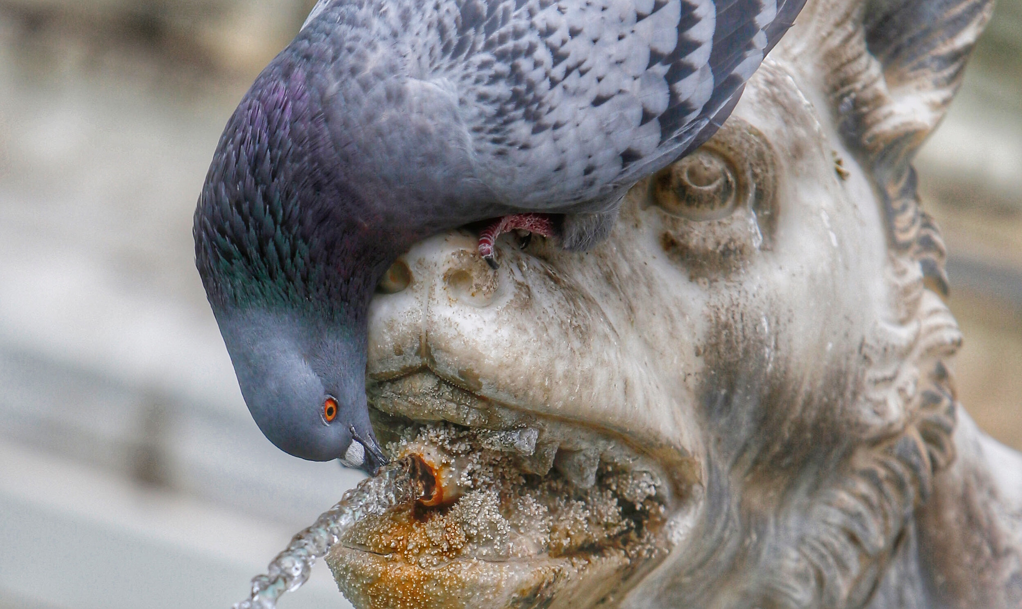 Canon EOS-1D X + Canon EF 70-200mm F2.8L IS USM sample photo. A pigeon takes a drink from a fountain in rome. fr ... photography