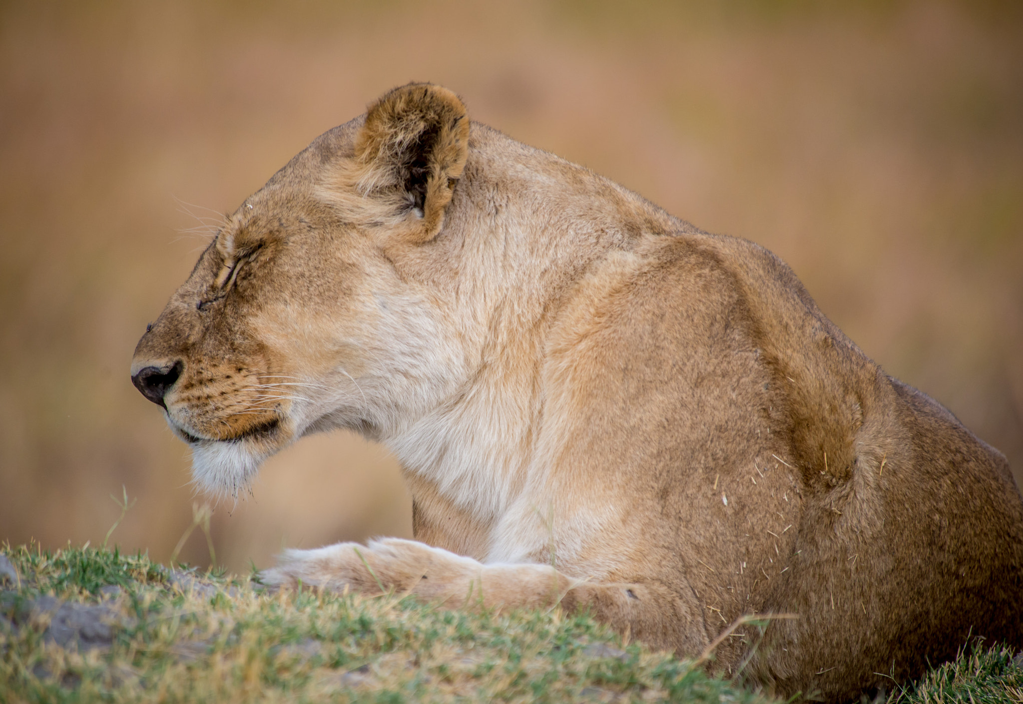 Nikon D600 sample photo. Nap photography