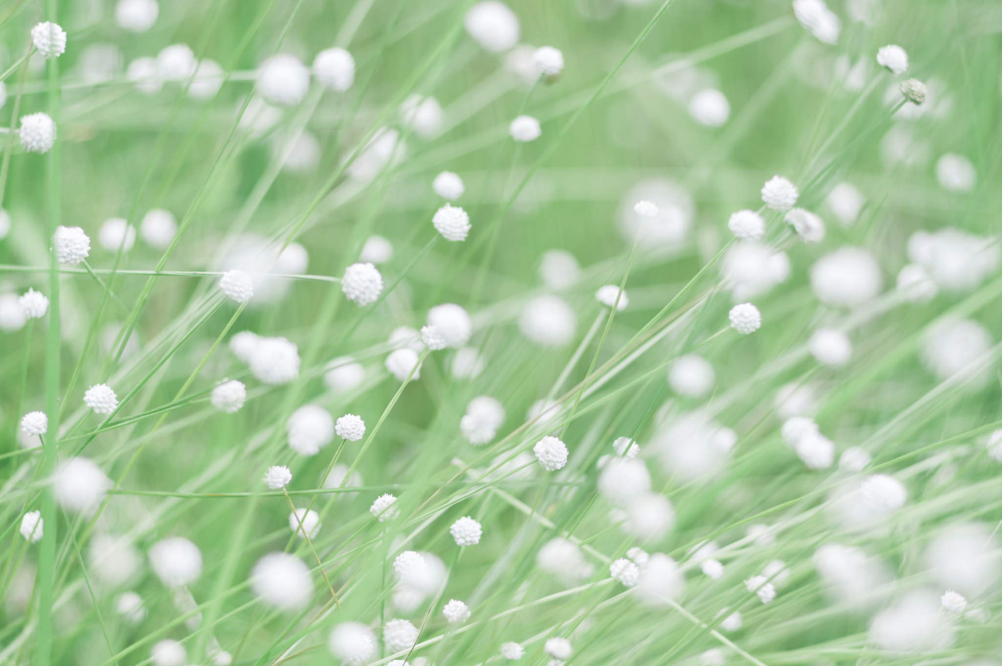 Pentax smc FA 77mm 1.8 Limited sample photo. White stars photography