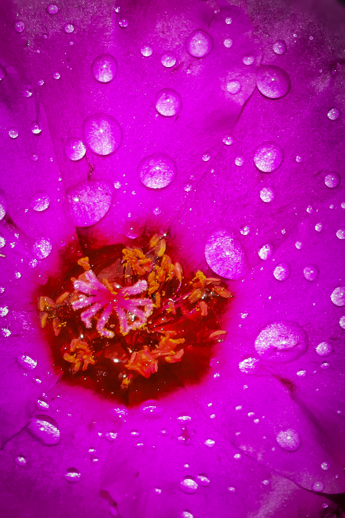 Canon EF-S 60mm F2.8 Macro USM sample photo. Dew 3 photography