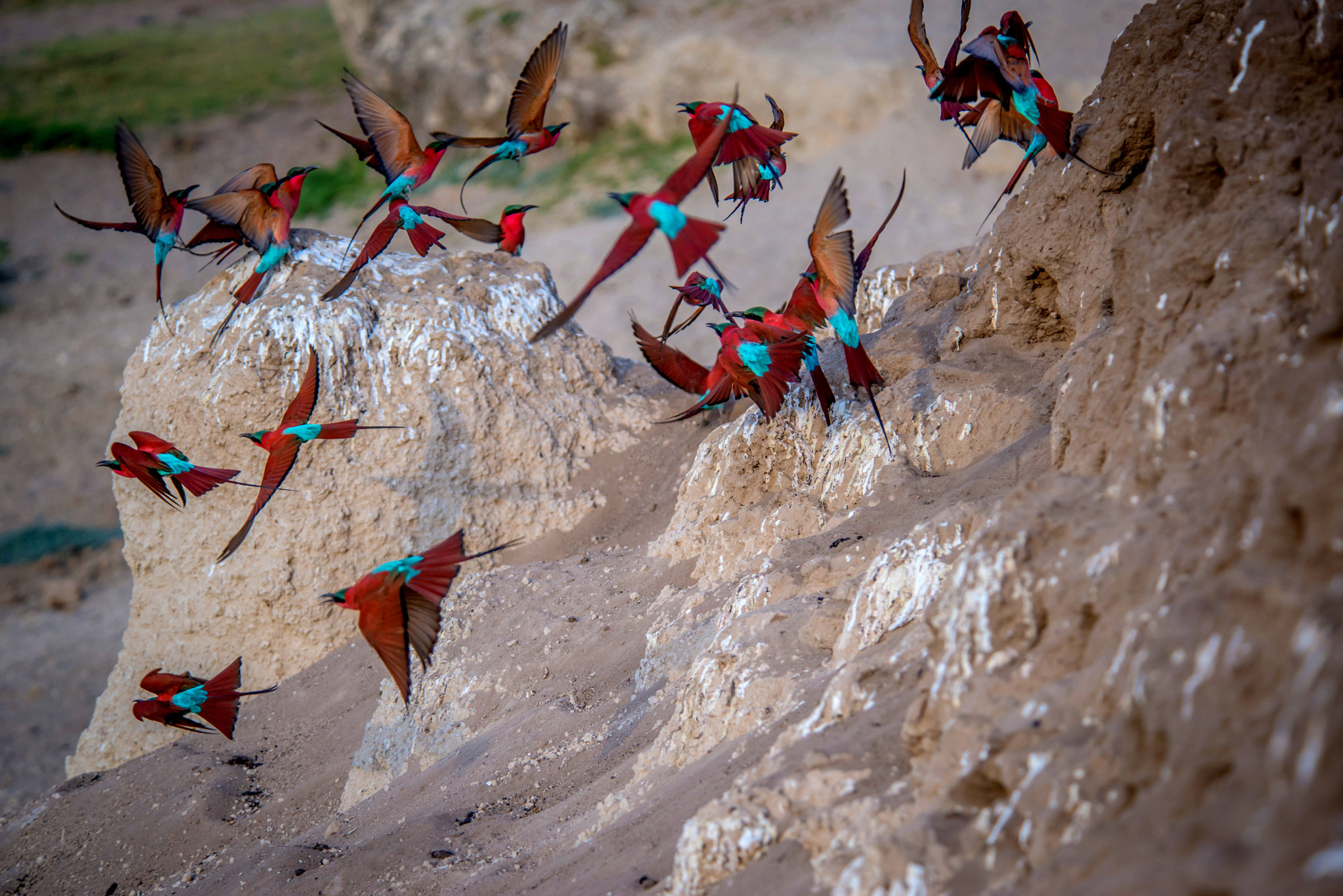 Nikon D600 sample photo. Burst of carmine photography