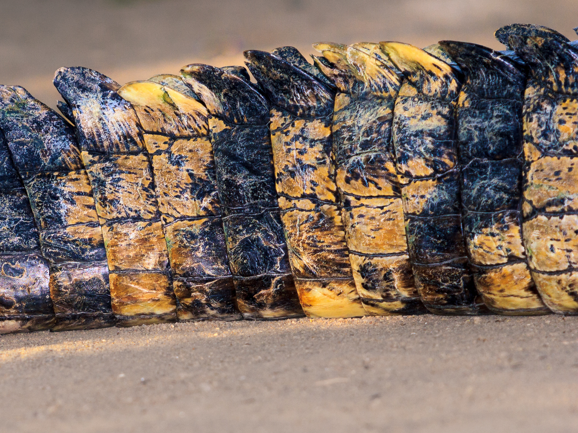 Canon EF 70-200mm F2.8L USM sample photo. Armour plating photography