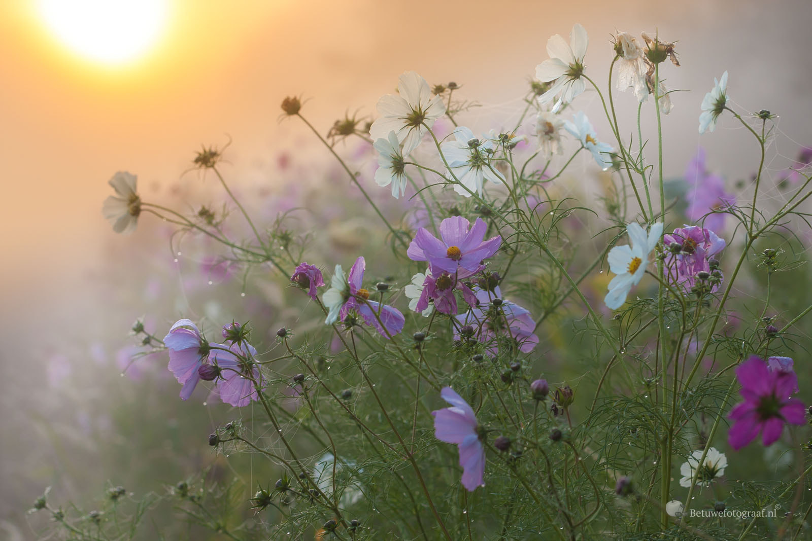 Canon EOS 40D + Canon EF 100mm F2.8L Macro IS USM sample photo. Wildflowers in the morning sunrise photography