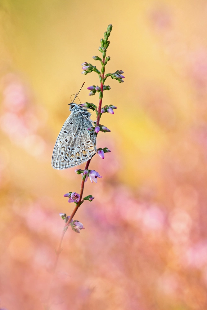 Sigma APO Macro 150mm f/2.8 EX DG HSM sample photo. Heidemorgen photography