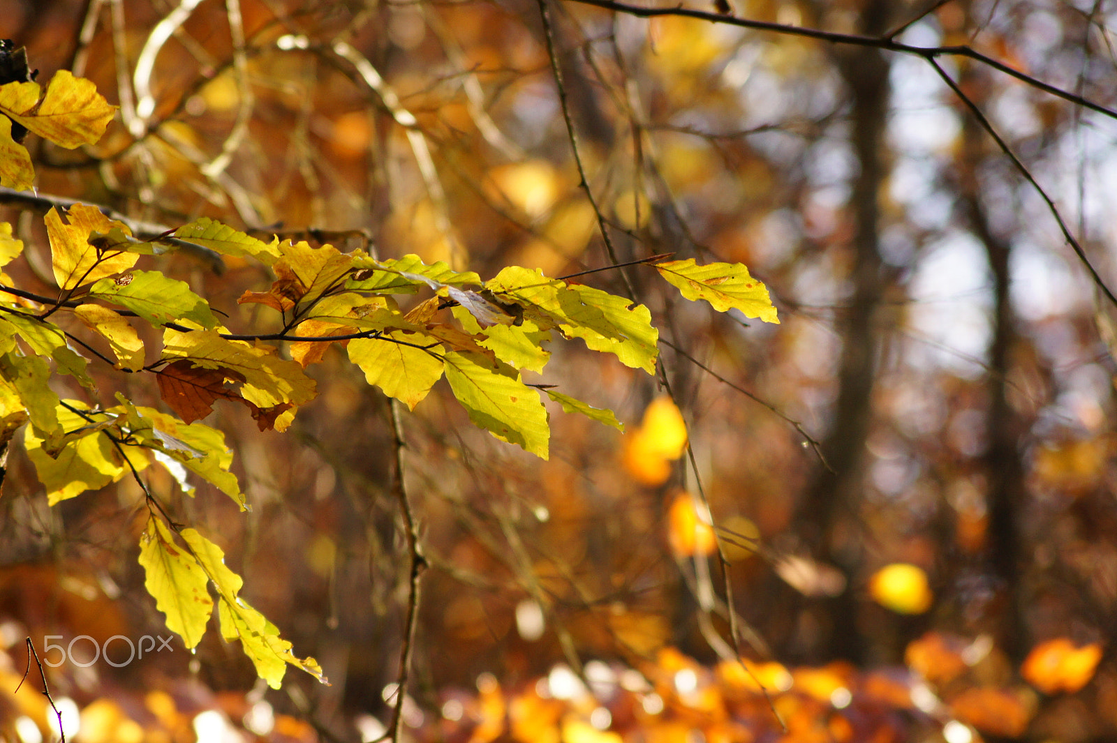 Sony Alpha DSLR-A450 sample photo. Autumn photography
