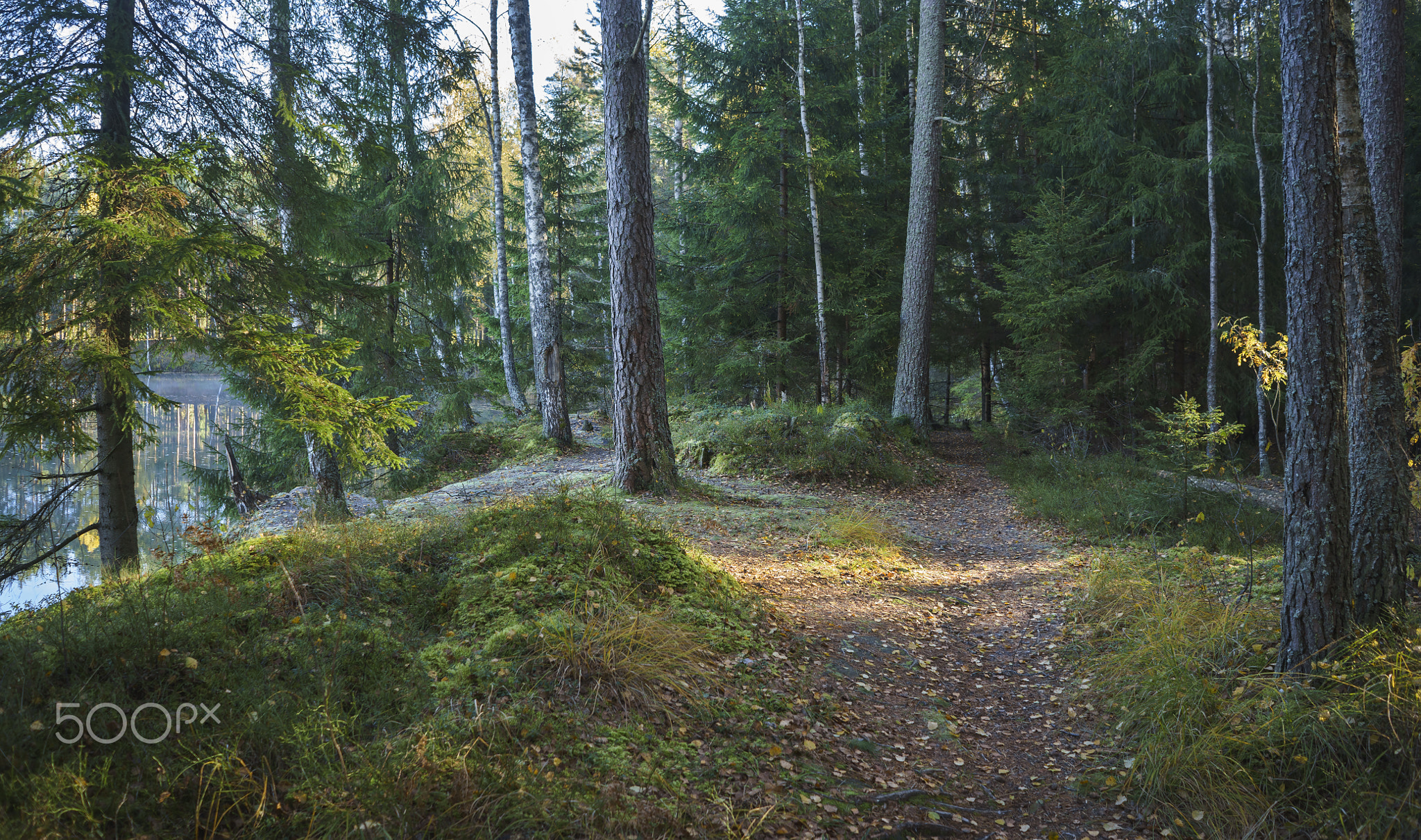 Forest path by the lake 1.