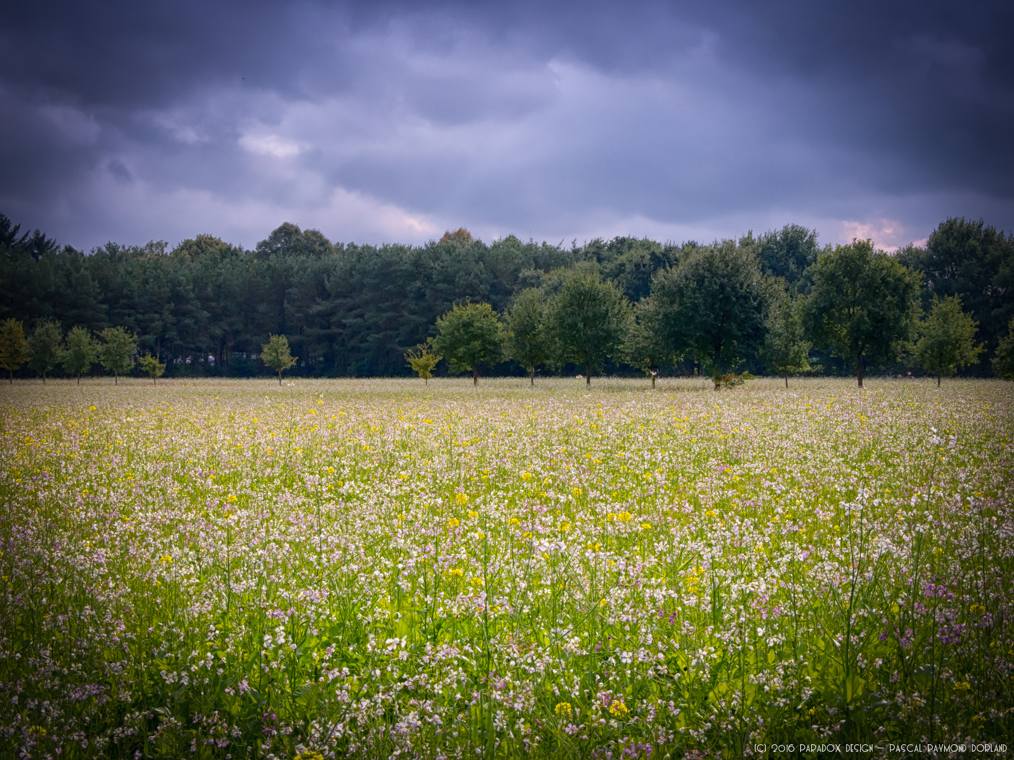 Panasonic Lumix G Vario 45-200mm F4-5.6 OIS sample photo. Fields of joy.. photography