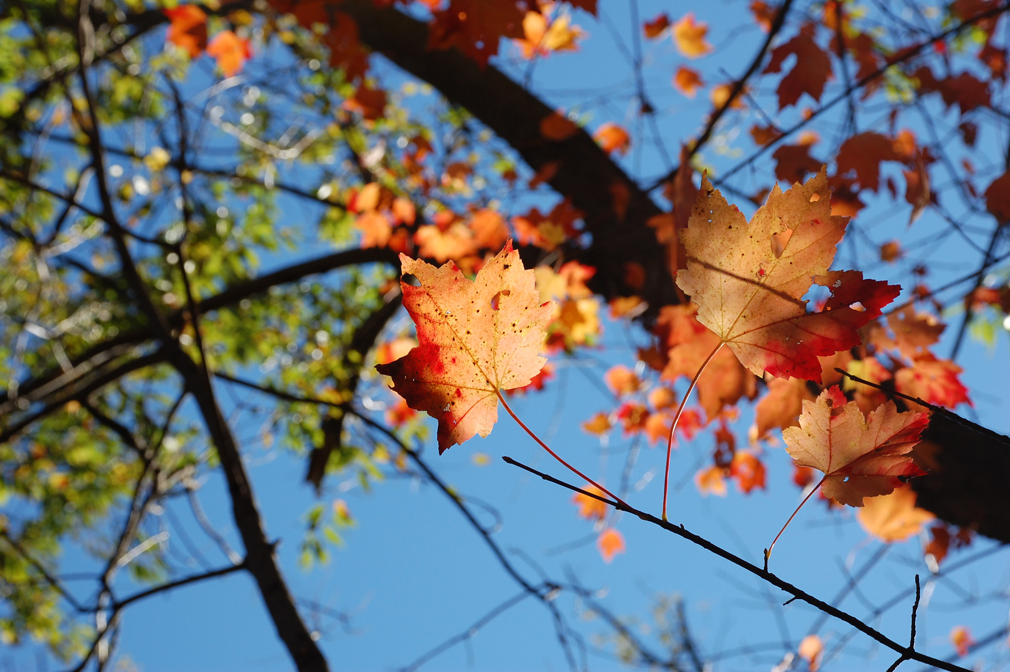Nikon D40 sample photo. Fall leave photography