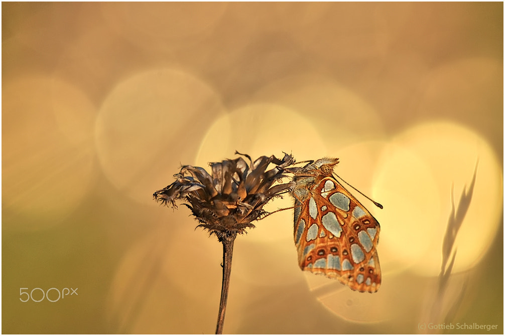 Nikon D90 + Sigma 150mm F2.8 EX DG Macro HSM sample photo. Pearl-bordered fritillary photography