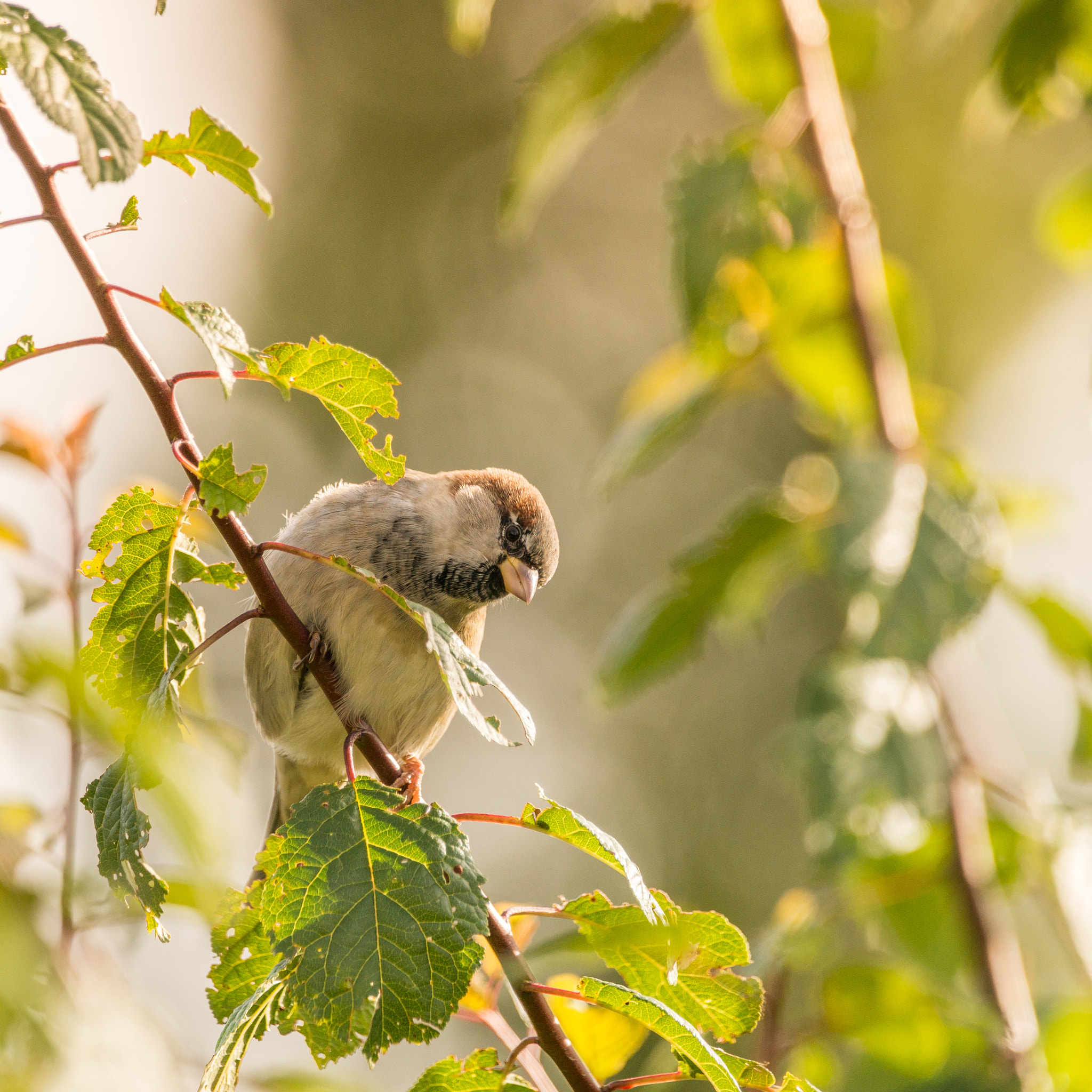 Sony a99 II + Sony 70-400mm F4-5.6 G SSM sample photo. Watchbird photography