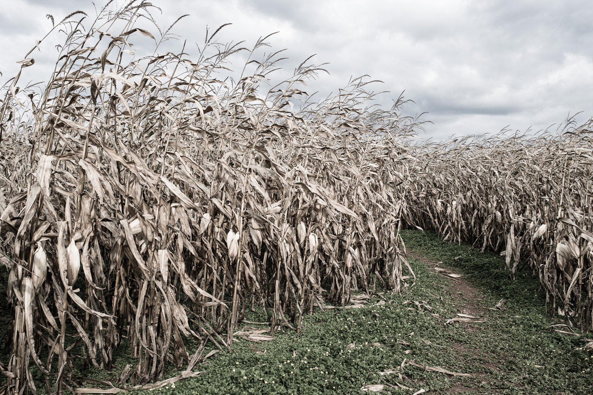 Nikon D800 sample photo. A maize maze photography