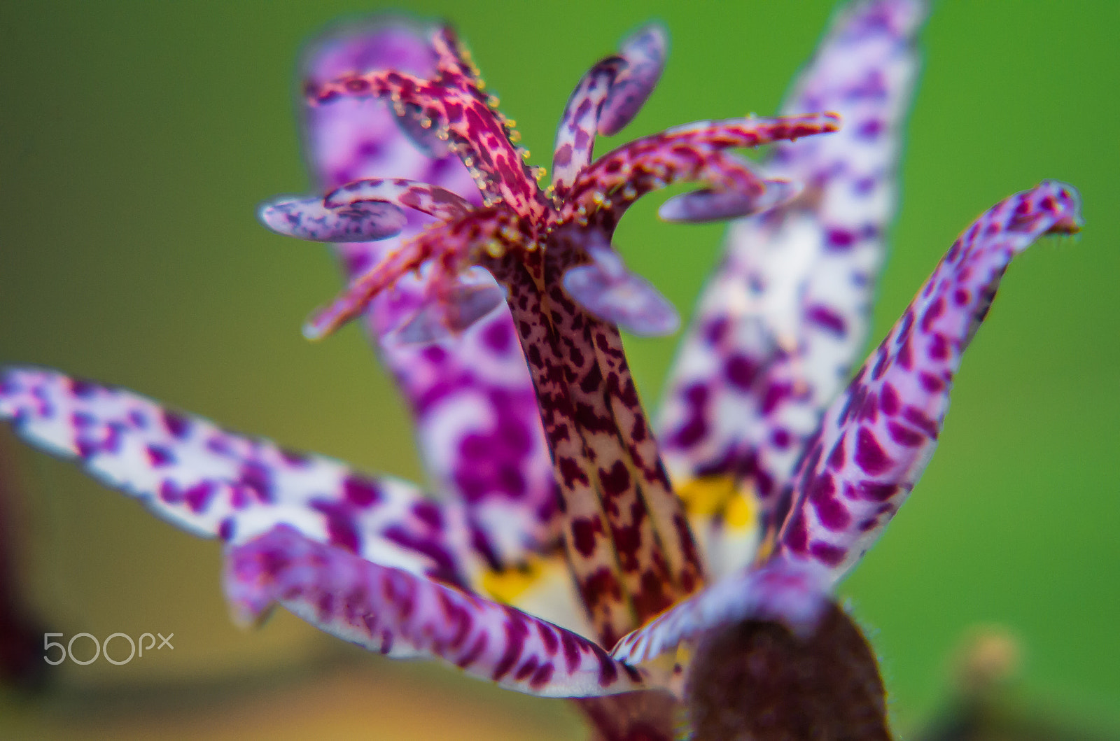 Pentax K-50 + Tamron AF 70-300mm F4-5.6 Di LD Macro sample photo. Hairy toad lilly  photography