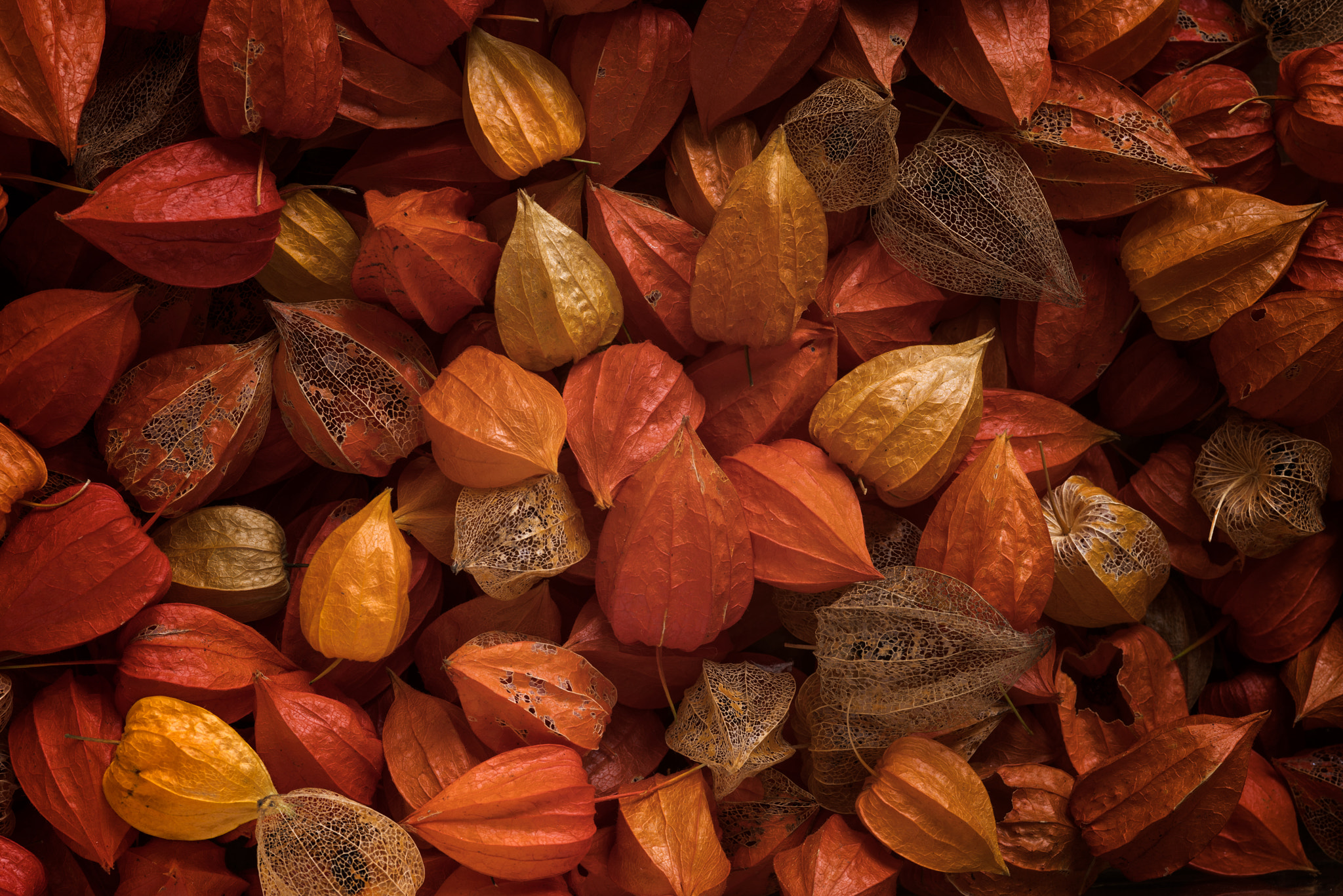 Pentax K-1 + Sigma sample photo. Physalis crop photography