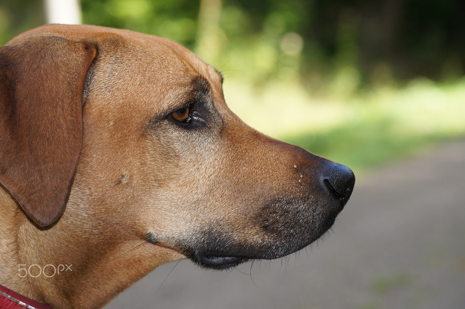 Sony Alpha DSLR-A450 sample photo. 9762514793.jpg photography