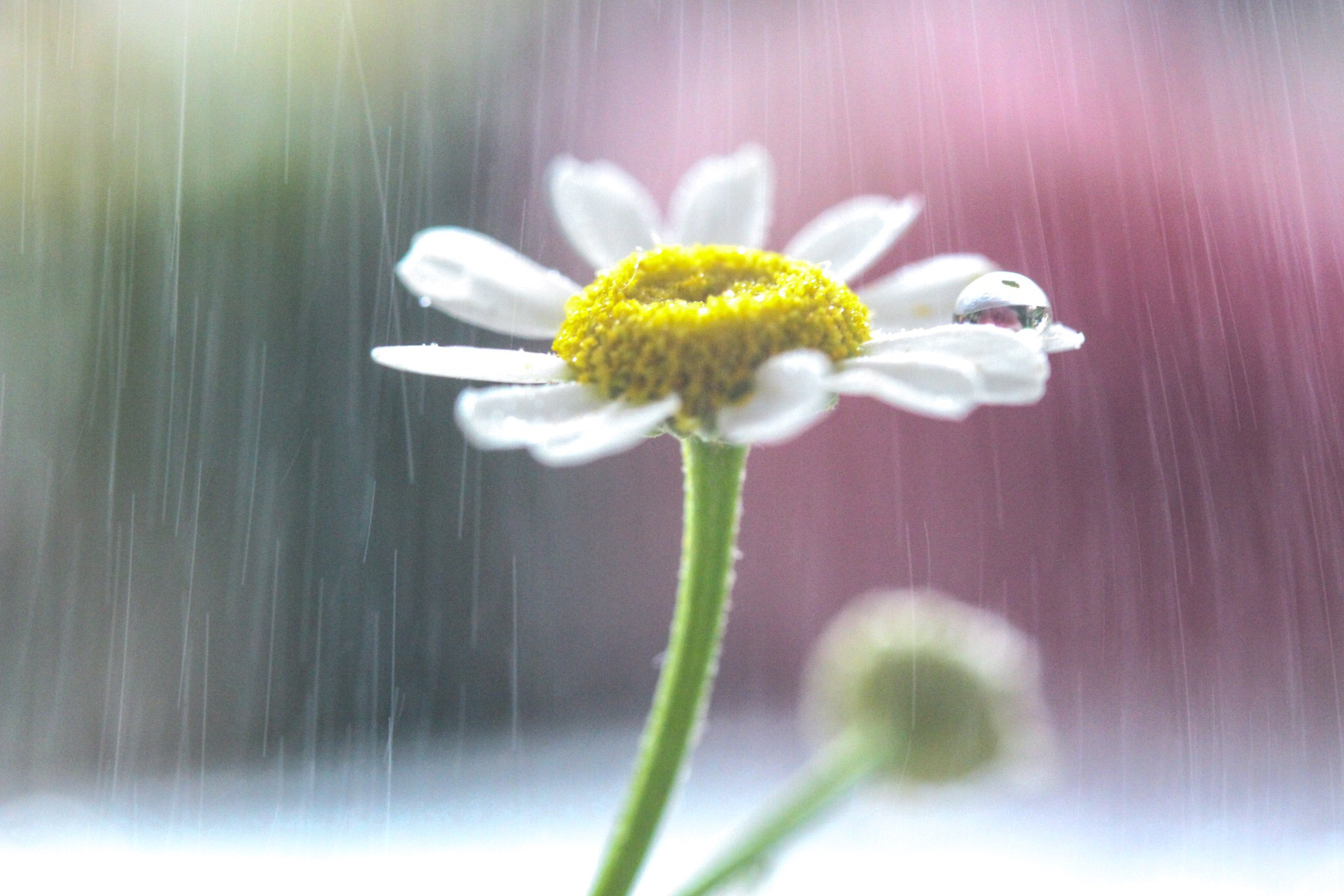 Canon EOS 100D (EOS Rebel SL1 / EOS Kiss X7) sample photo. Rain photography