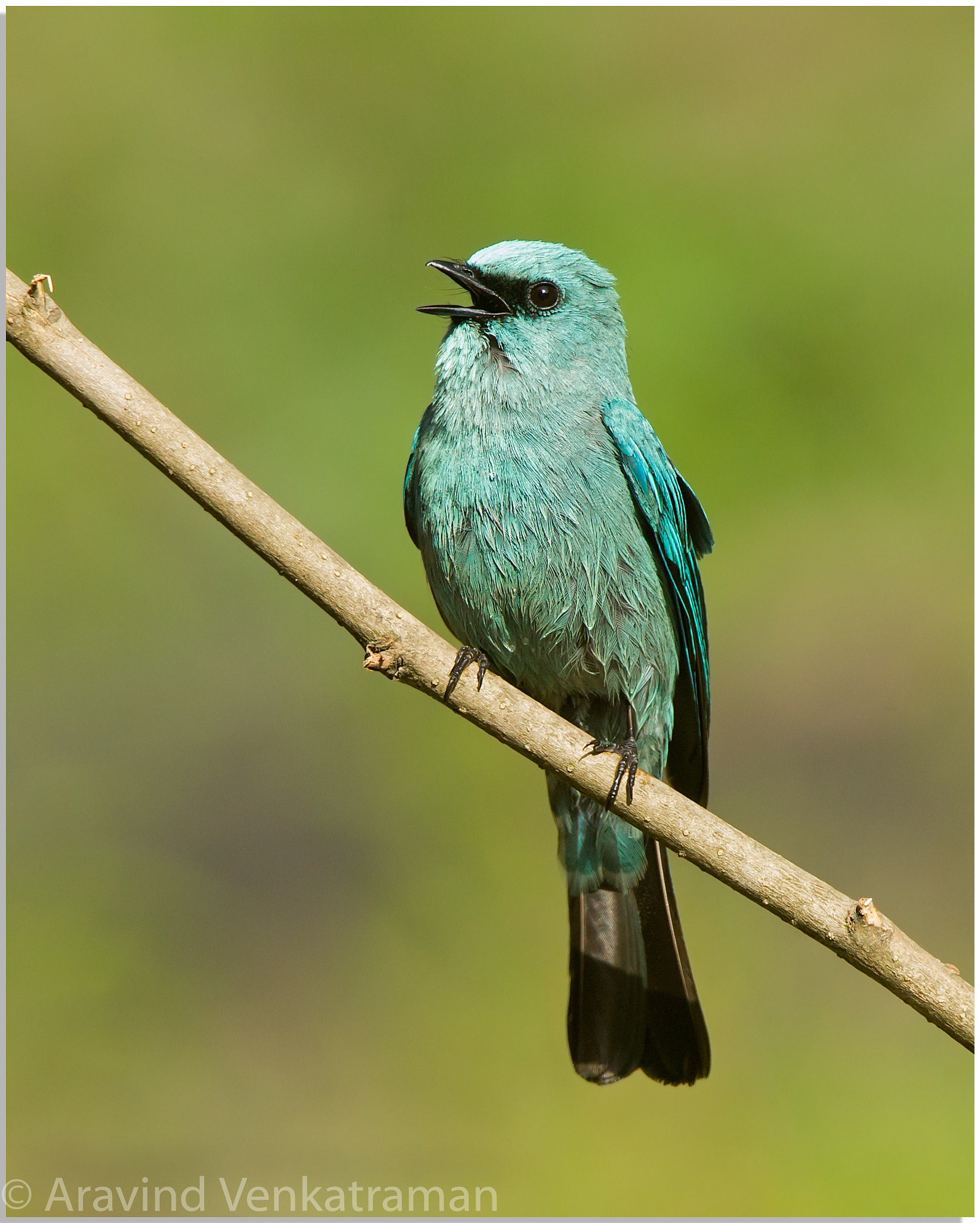 Canon EF 500mm F4L IS USM sample photo. Verditier flycatcher photography
