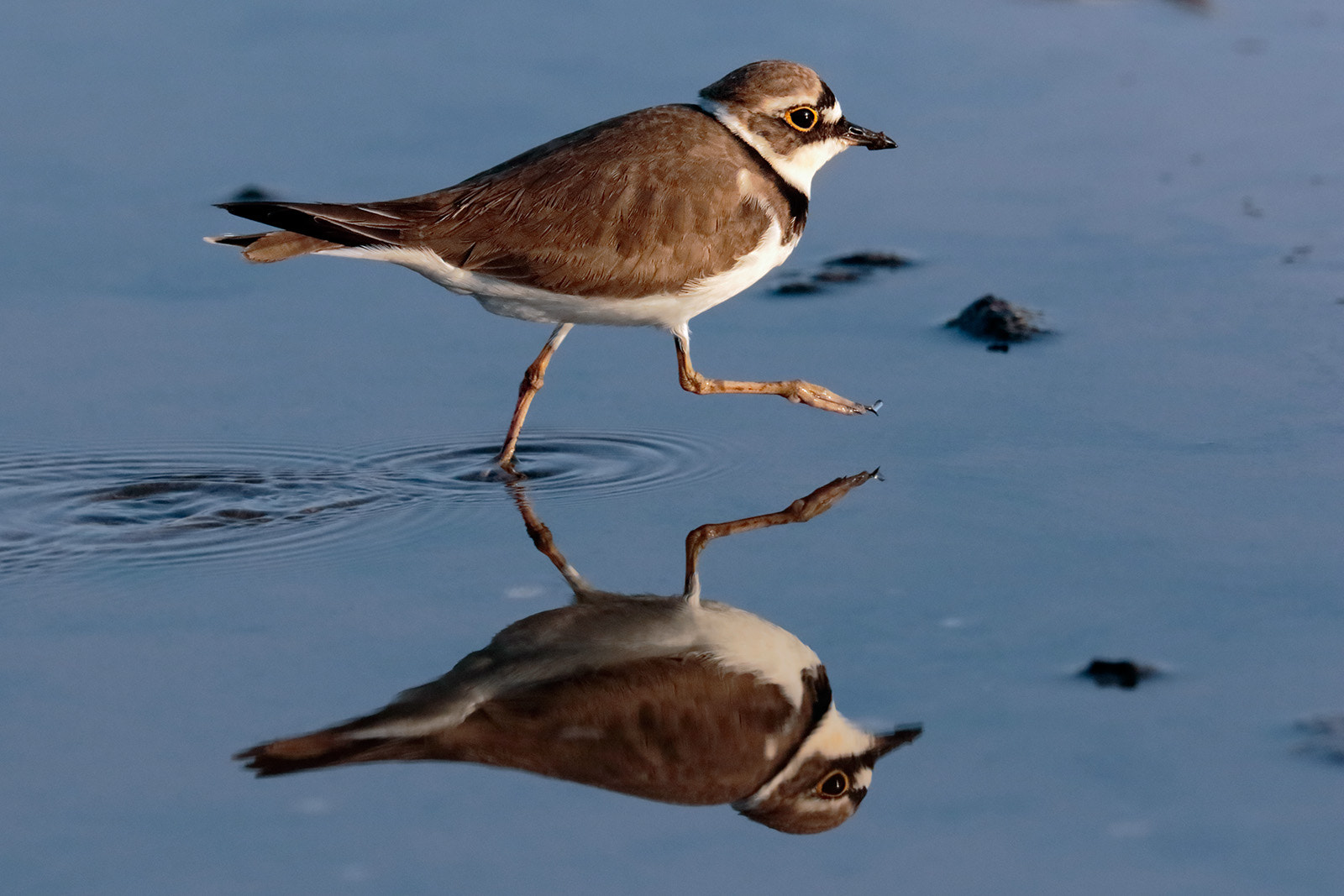 Canon EOS 7D Mark II + Canon EF 300mm F2.8L IS II USM sample photo. Little ringed plover photography