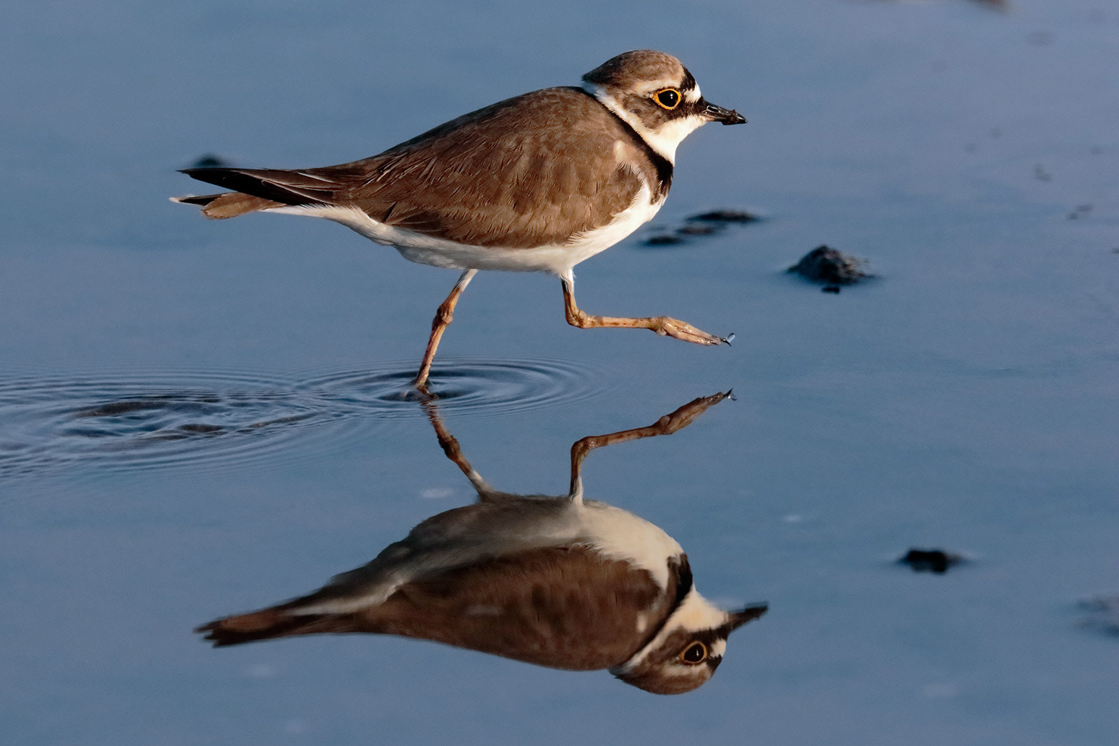 Canon EF 300mm F2.8L IS II USM sample photo. Little ringed plover photography