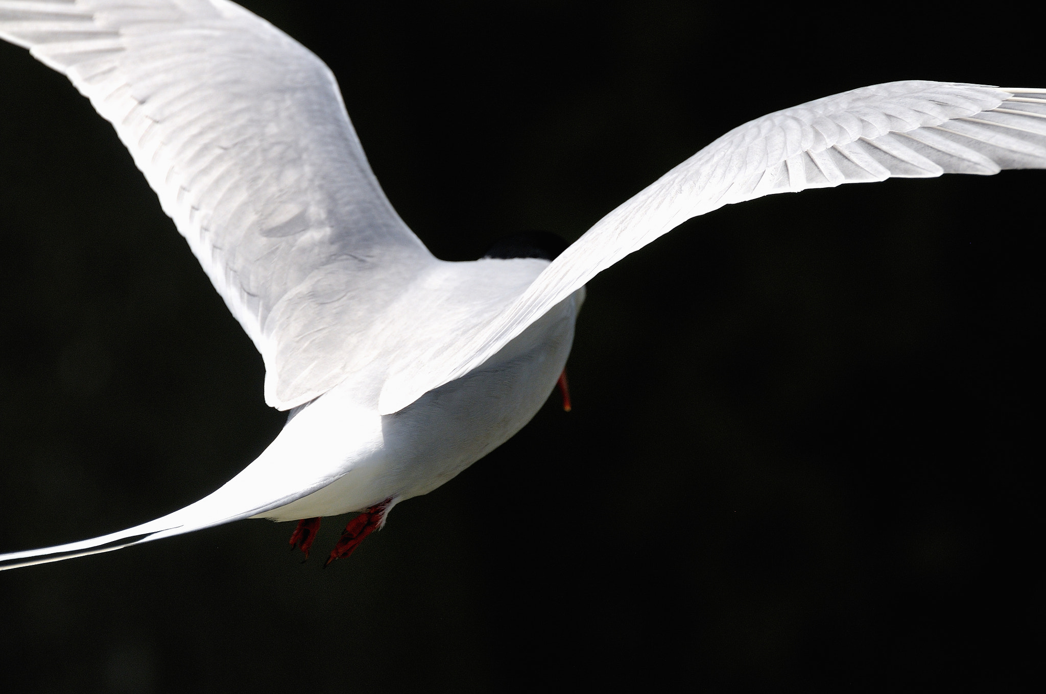 Nikon D300 sample photo. Dove of peace  b & w photography