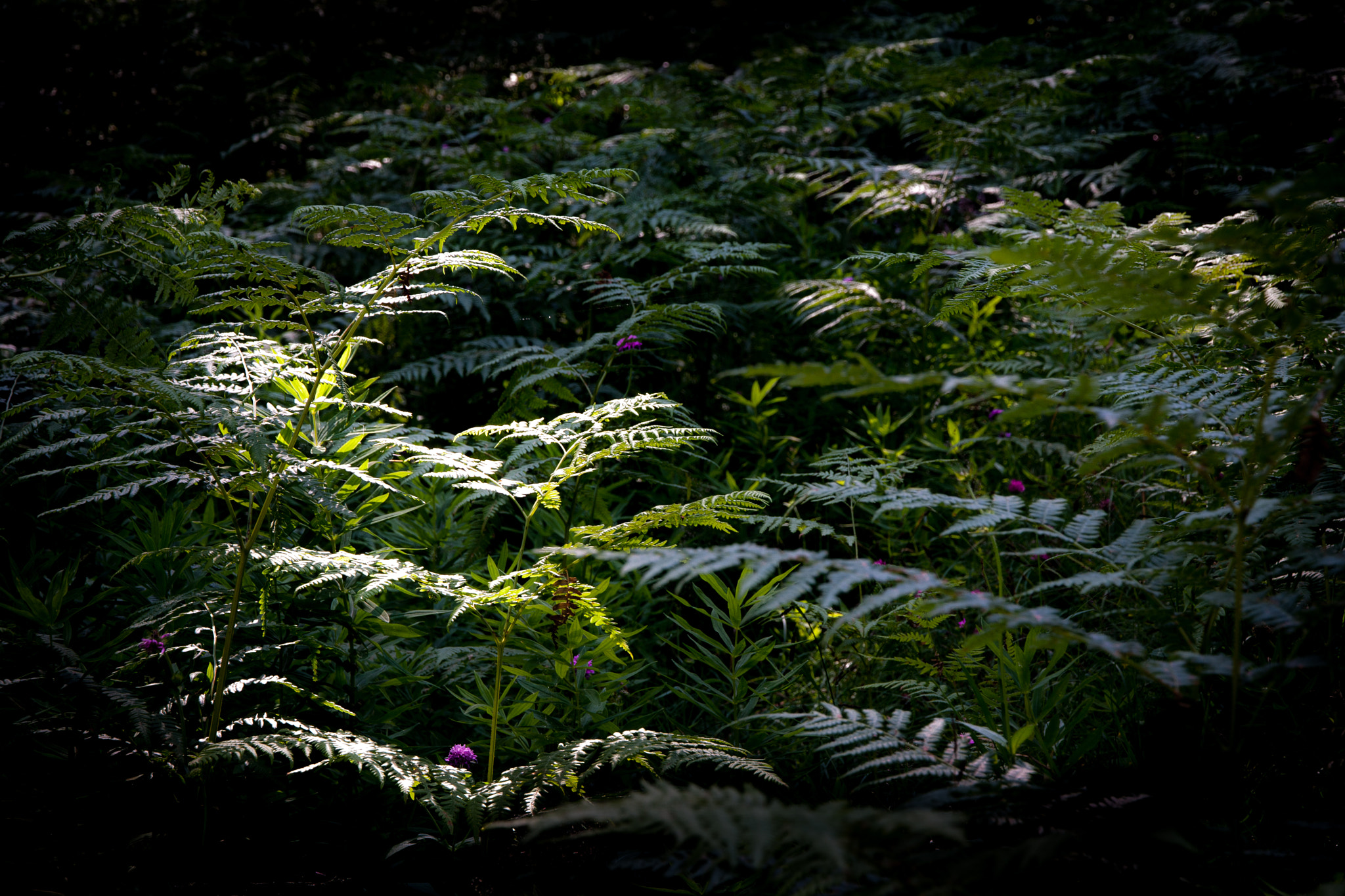 Canon EOS 40D sample photo. Clair-obscur photography