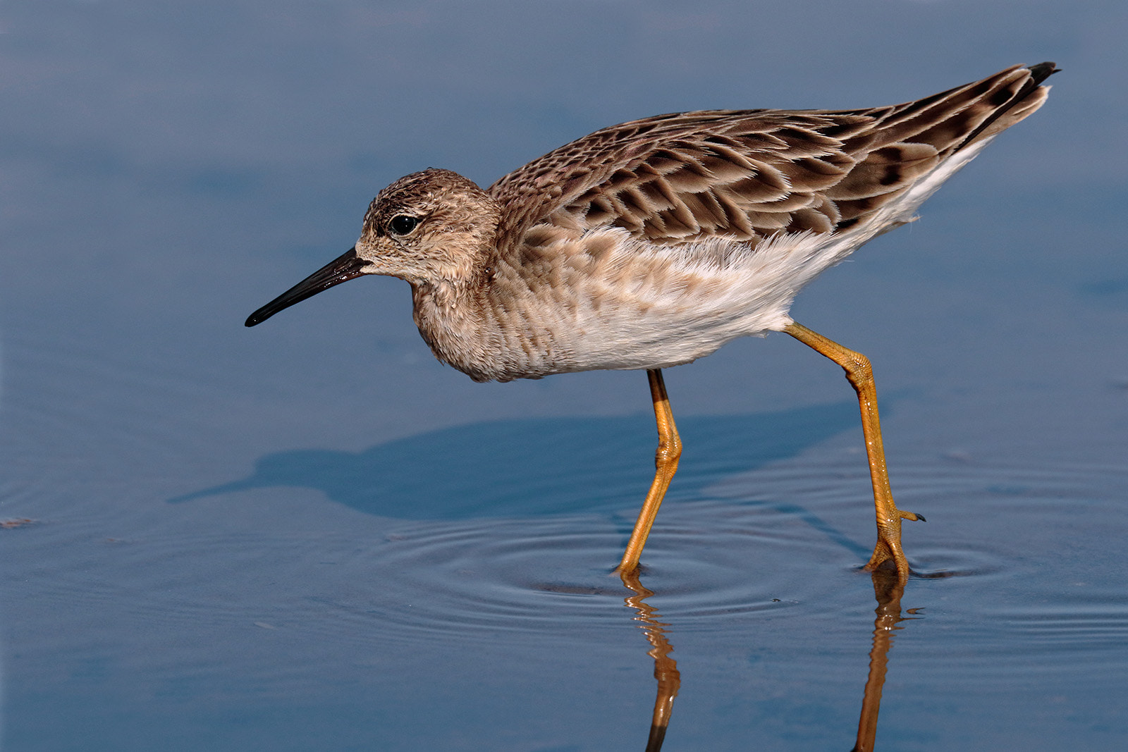 Canon EF 300mm F2.8L IS II USM sample photo. Wader fighter photography