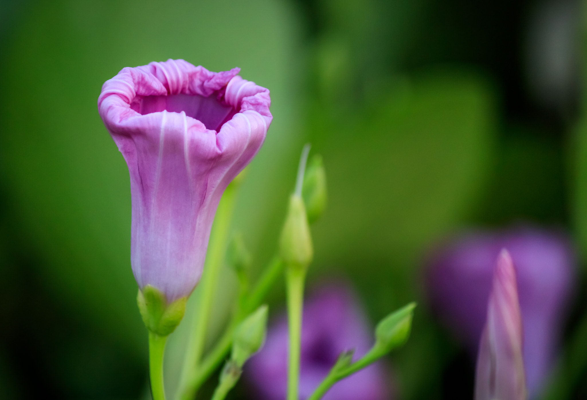 Canon EF-S 55-250mm F4-5.6 IS II sample photo. Natural beauty photography