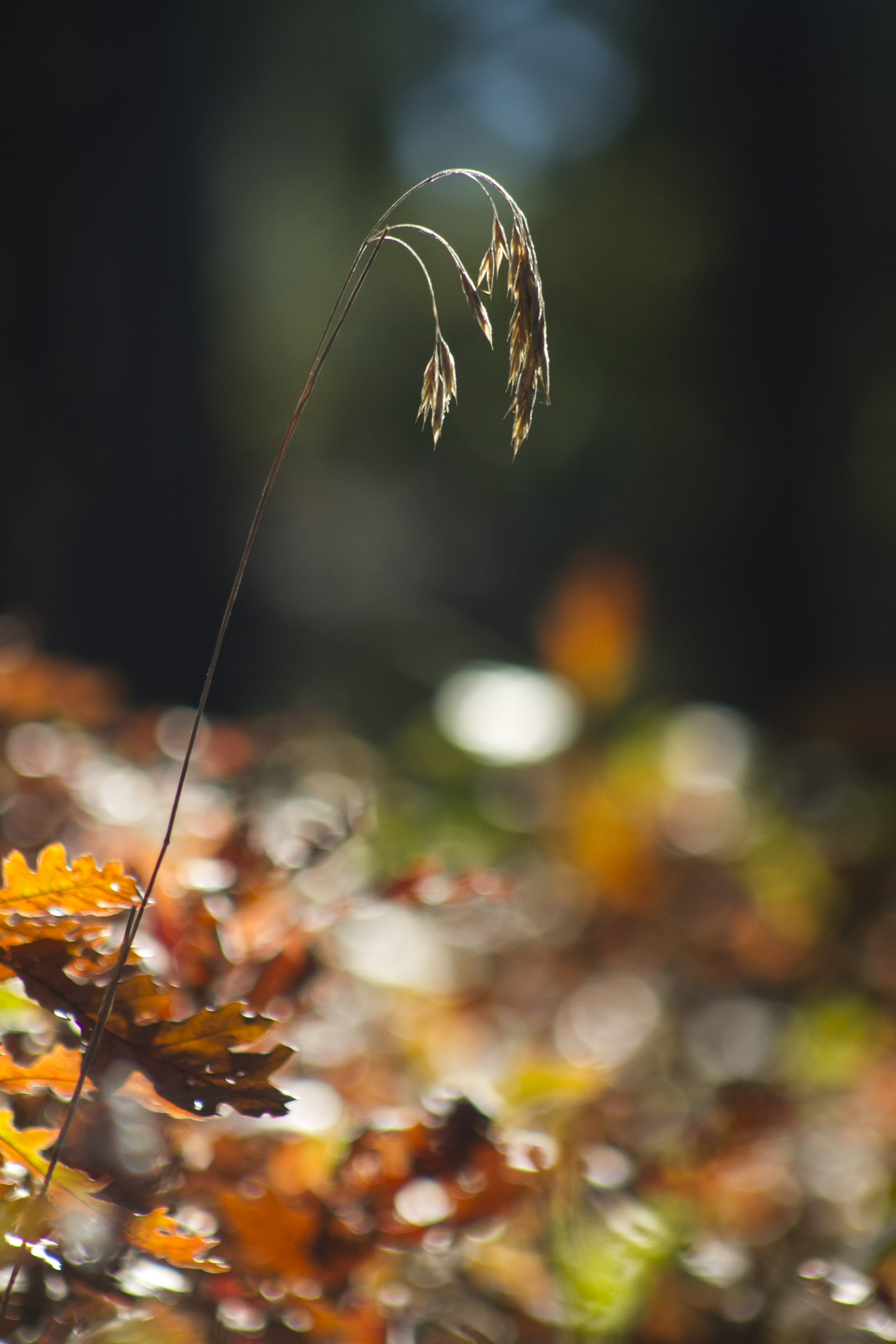 Canon EF 75-300mm f/4-5.6 USM sample photo. Singled out photography