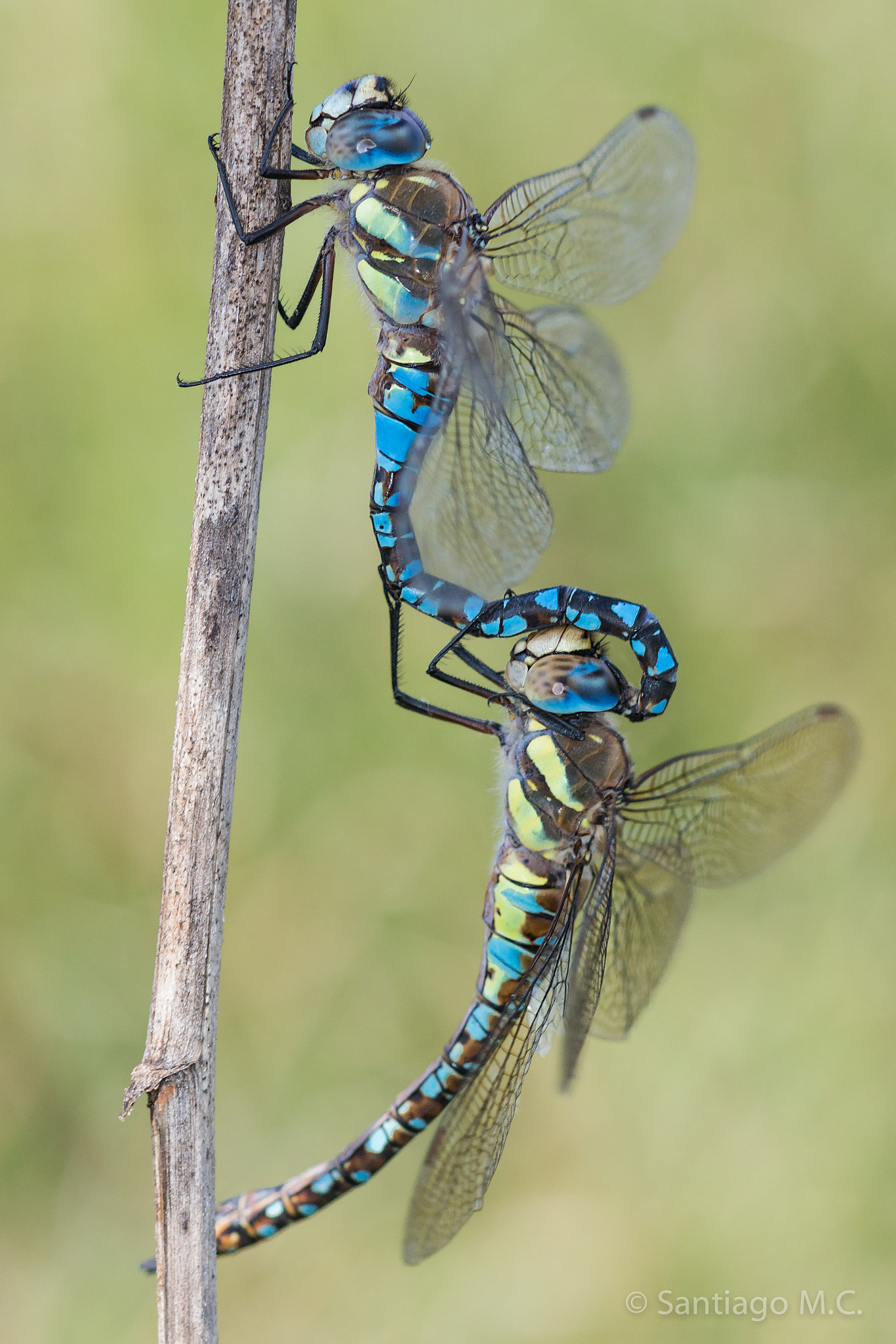 Sony SLT-A77 + Sony 100mm F2.8 Macro sample photo. Aeshna mixta... tandem photography