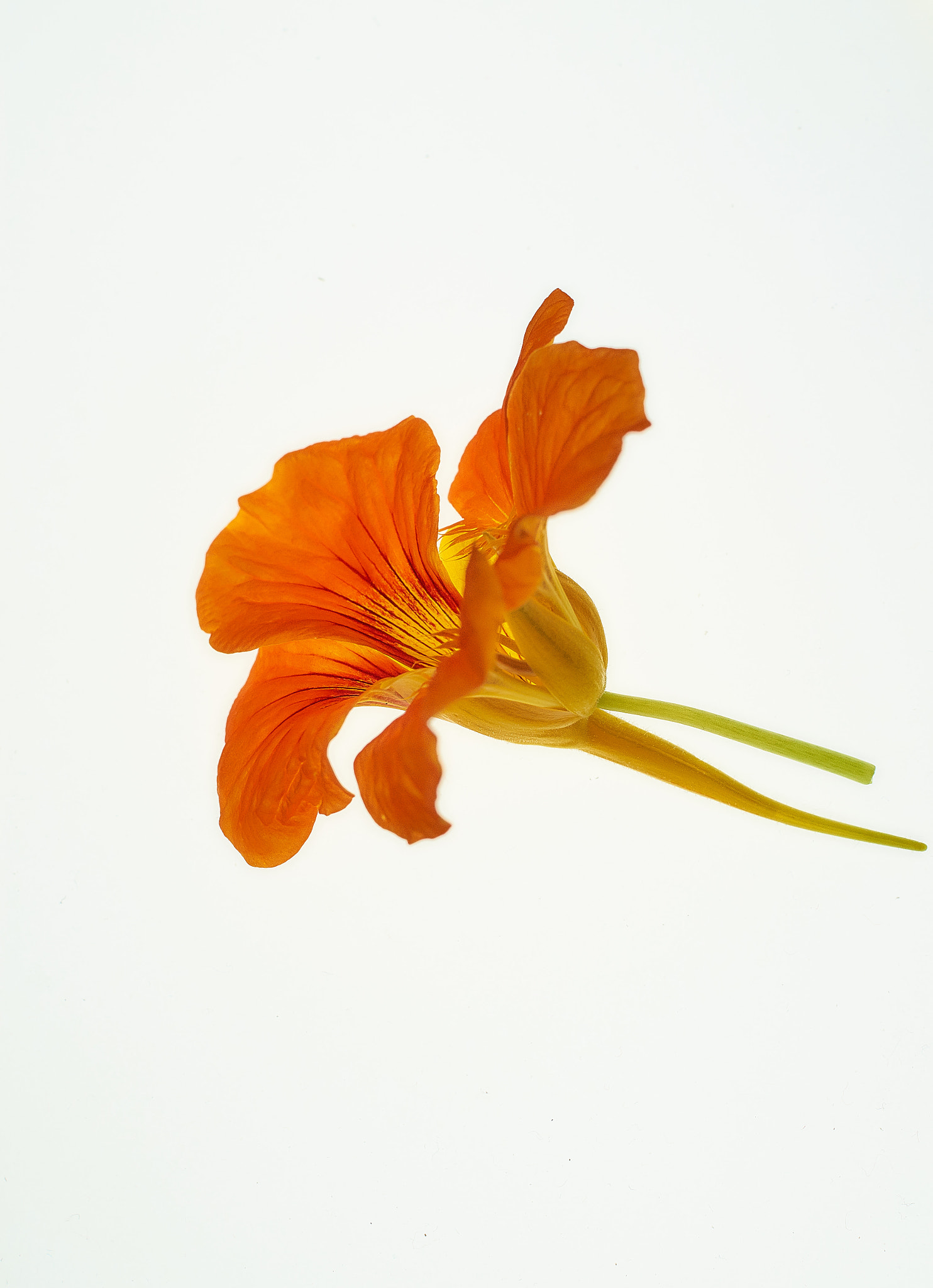 Sony SLT-A58 + Sony DT 35mm F1.8 SAM sample photo. Mrs. nasturtium photography