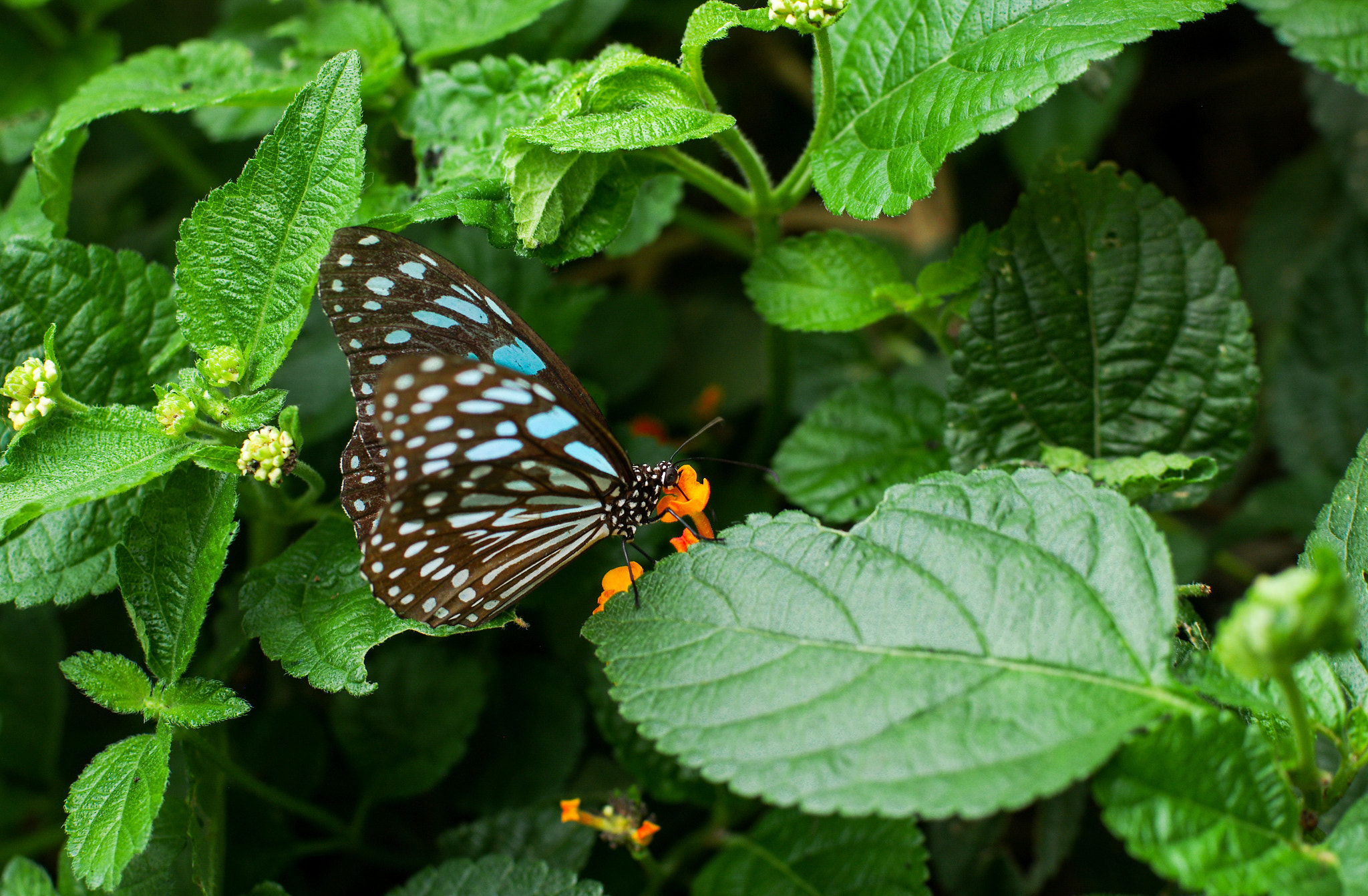 Pentax K-5 + Pentax smc DA* 55mm F1.4 SDM sample photo. Butterfly photography