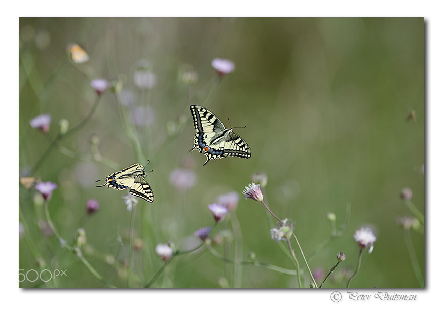 Nikon AF-S Nikkor 300mm F2.8G ED-IF VR sample photo. Chasing swallowtails photography