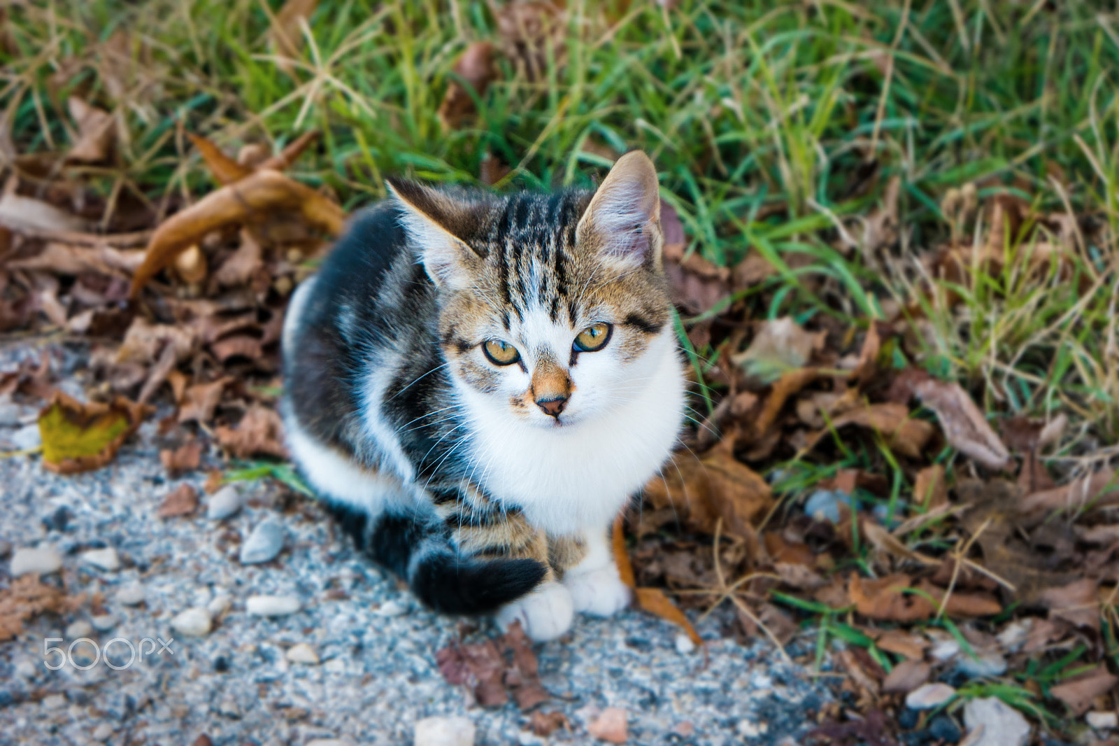 Samsung NX500 sample photo. Tiny cat photography