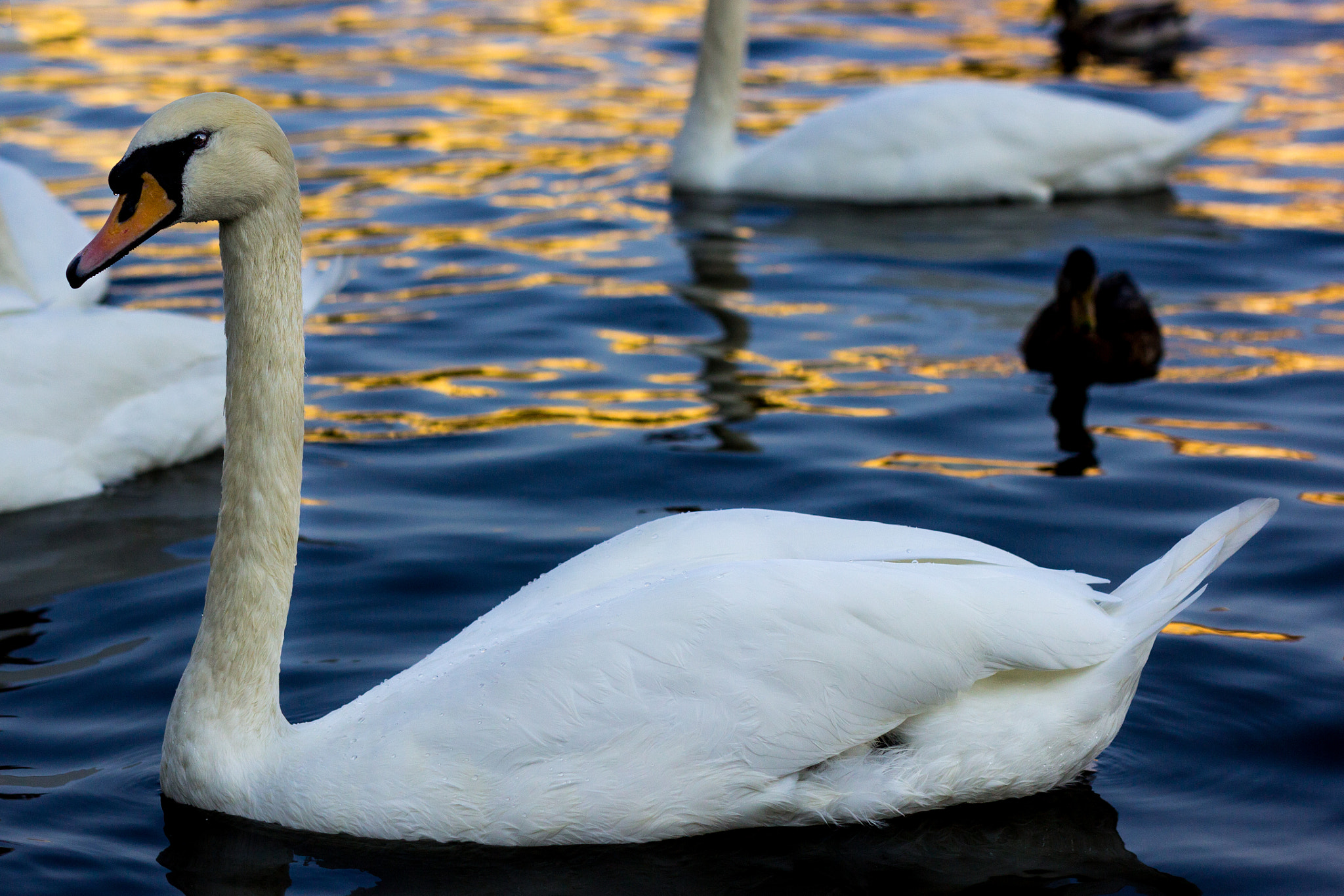 Sigma 50mm F1.4 EX DG HSM sample photo. Swan photography