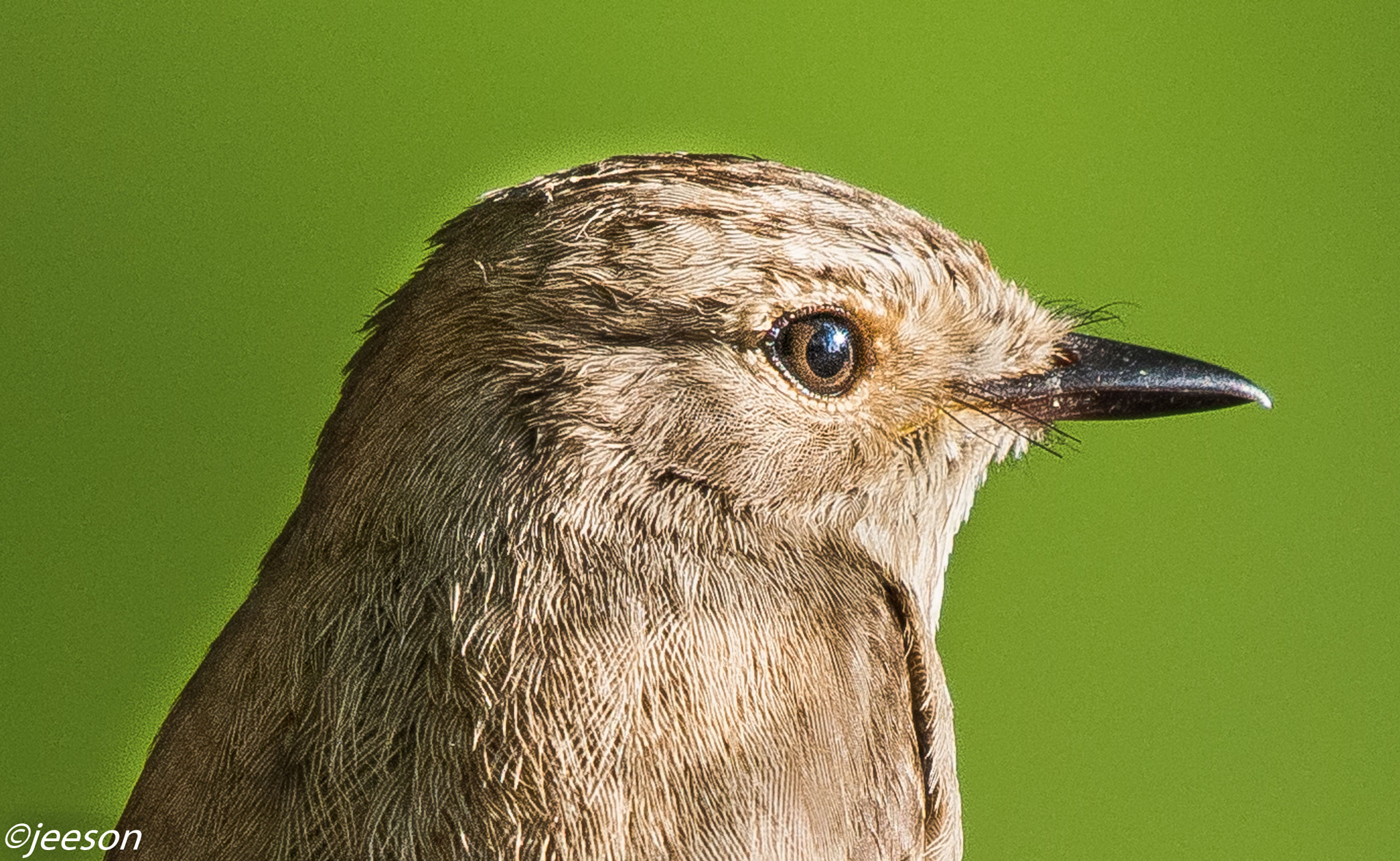 Nikon AF-S Nikkor 200-500mm F5.6E ED VR sample photo. Dsc photography