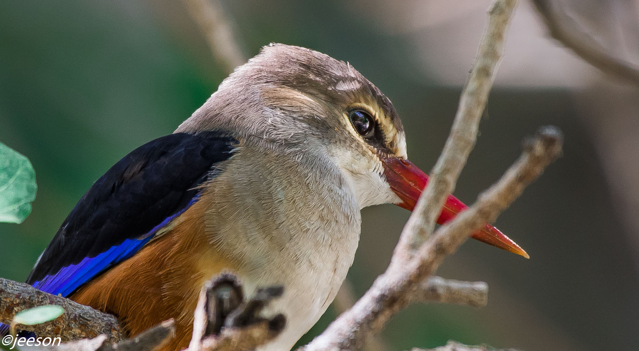 Nikon AF-S Nikkor 200-500mm F5.6E ED VR sample photo. Dsc photography