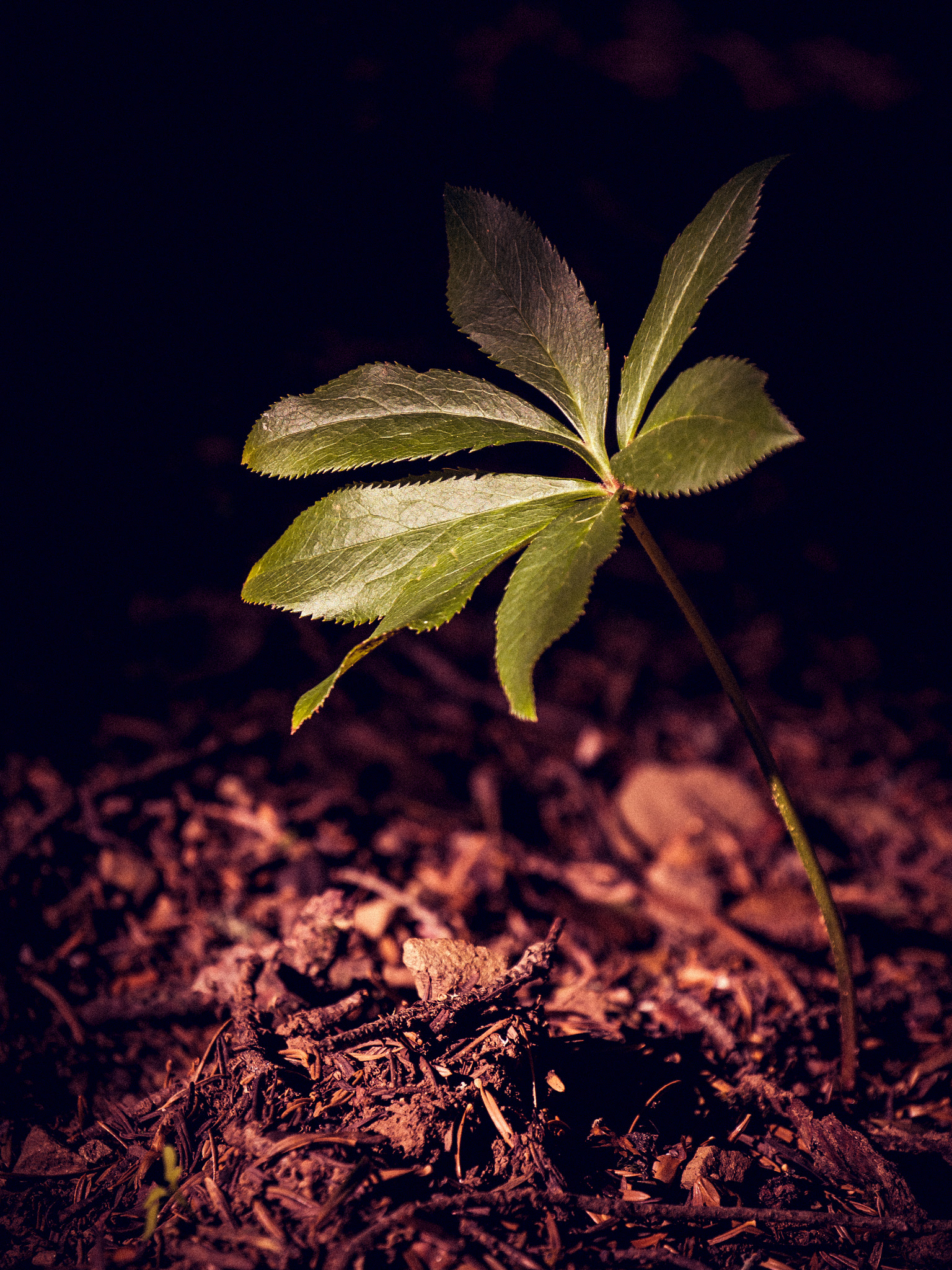Olympus OM-D E-M10 sample photo. Life always finds a way. photography