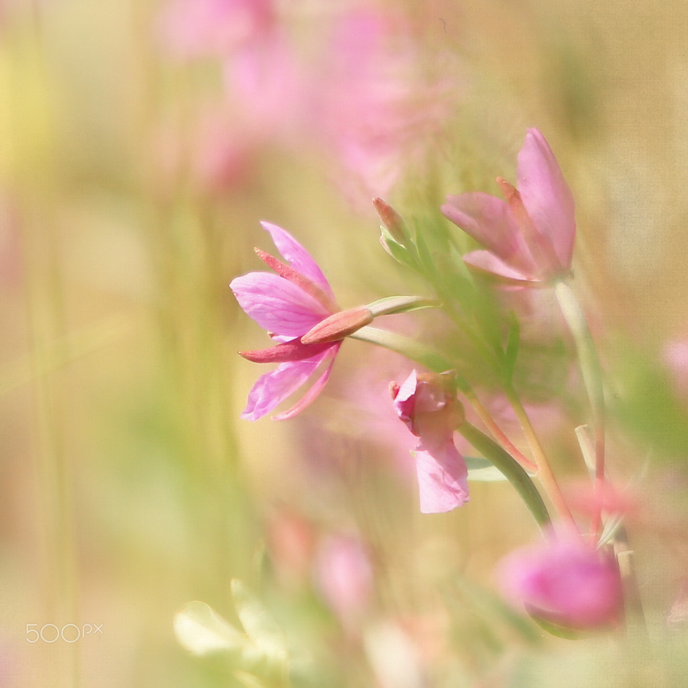 Canon EOS-1D X + Sigma 150-500mm F5-6.3 DG OS HSM sample photo. Lovely in pink photography