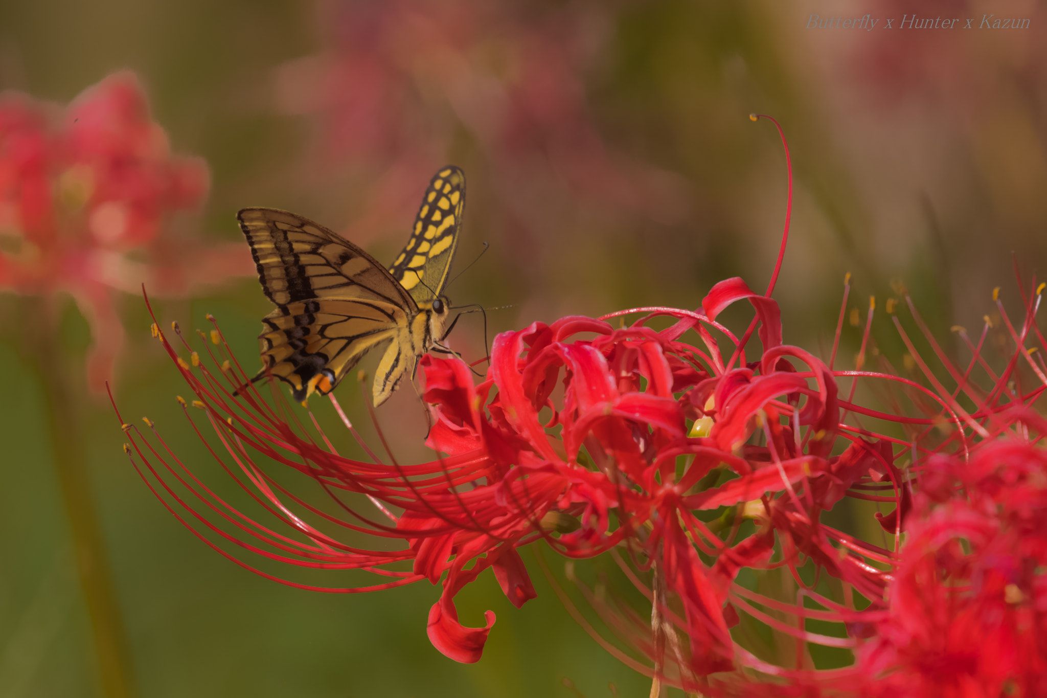 Nikon Nikkor AF-S 300mm F4E PF ED VR sample photo. Honey party! photography