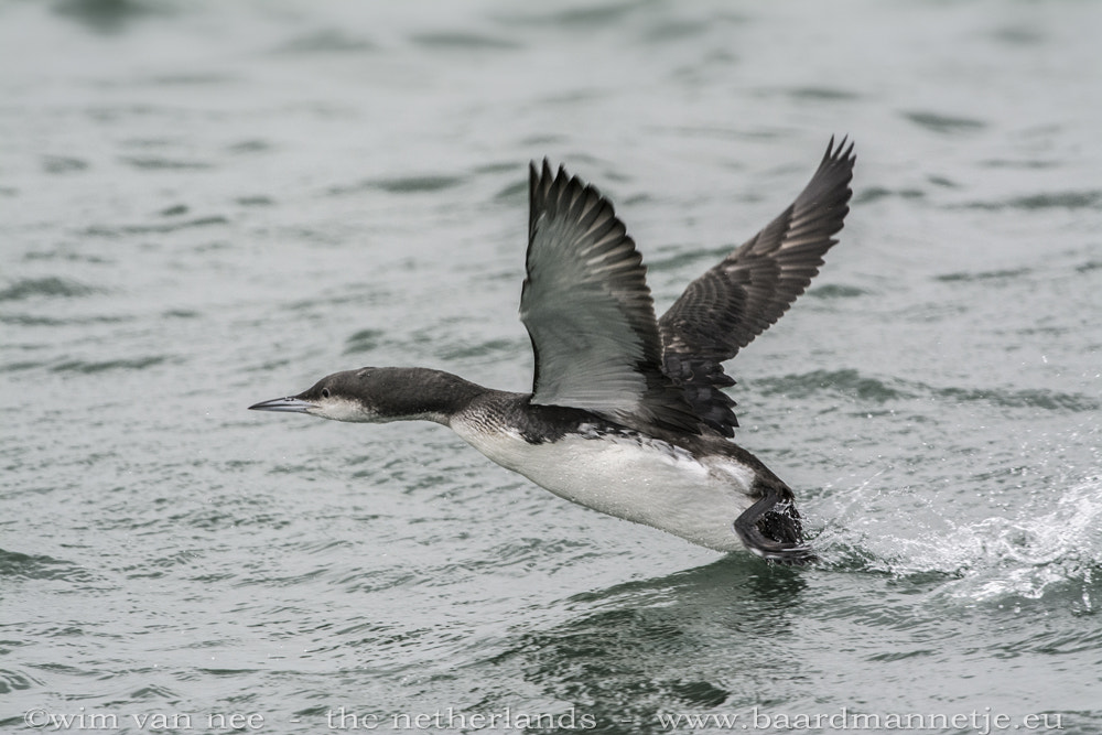 Nikon D7100 + Sigma 500mm F4.5 EX DG HSM sample photo. Parelduiker - black-throated loon photography