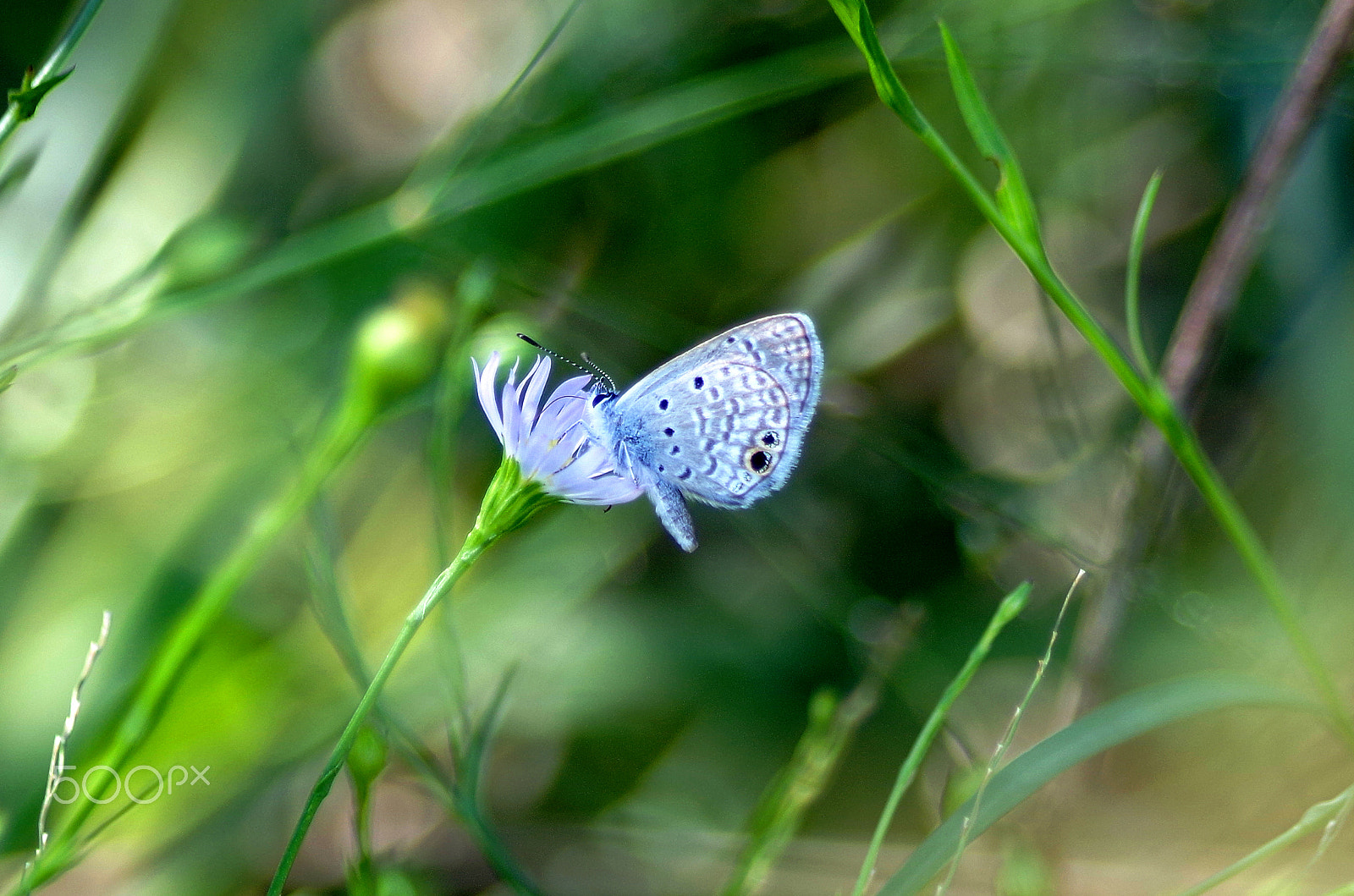 smc PENTAX-DA L 55-300mm F4-5.8 ED sample photo. A feeding butterfly photography