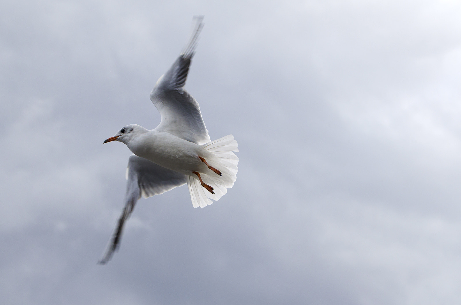 AF Zoom-Nikkor 28-70mm f/3.5-4.5D sample photo. Flying seagull photography