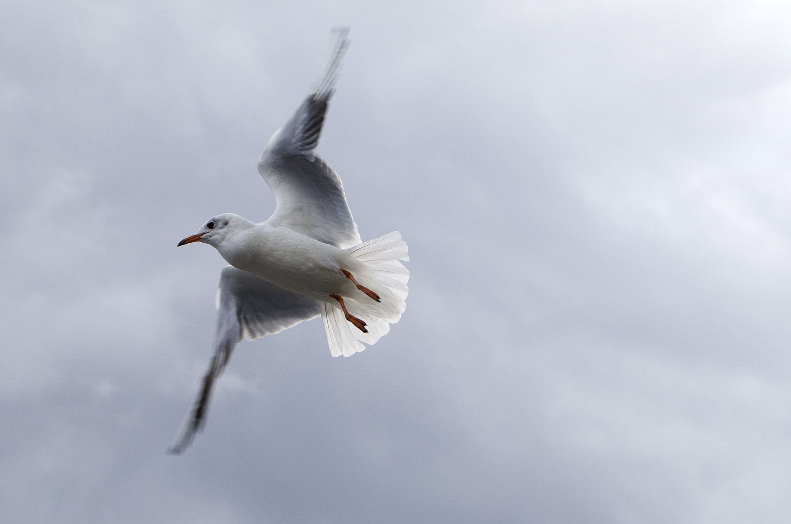 Nikon D7000 + AF Zoom-Nikkor 28-70mm f/3.5-4.5D sample photo. Flying seagull photography