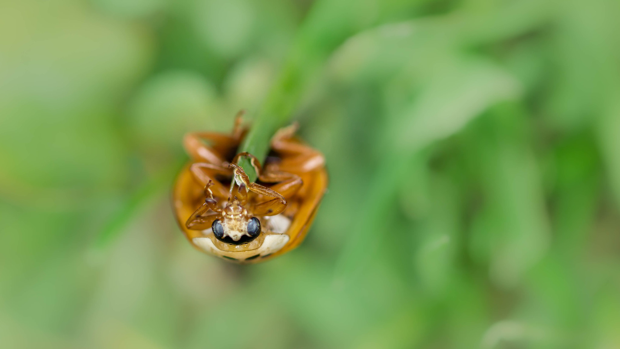 Canon EOS 600D (Rebel EOS T3i / EOS Kiss X5) + Tamron SP AF 90mm F2.8 Di Macro sample photo. Hanging lady beetle ii photography