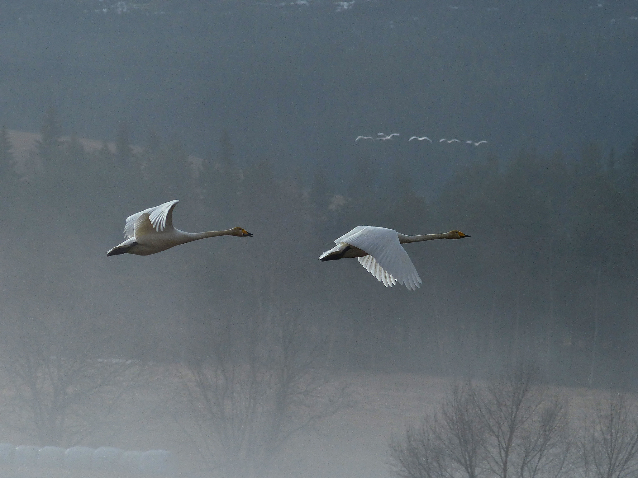 Leica V-Lux 4 sample photo. Swan sings goodbye. photography