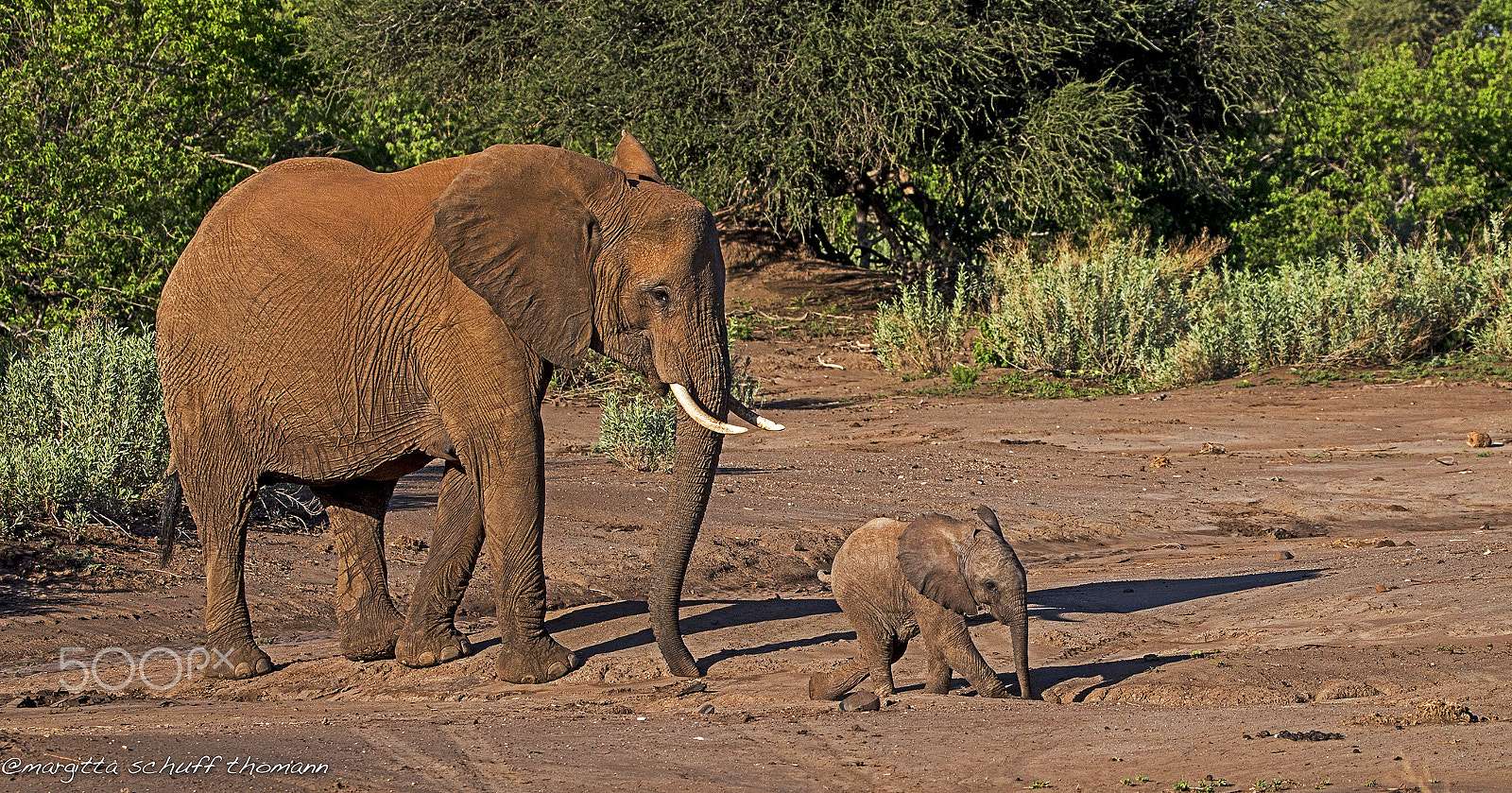 Tamron SP 150-600mm F5-6.3 Di VC USD sample photo. Botswana... photography