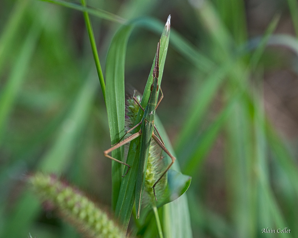 Sigma 150mm F2.8 EX DG OS Macro HSM sample photo. Truxale occitane photography